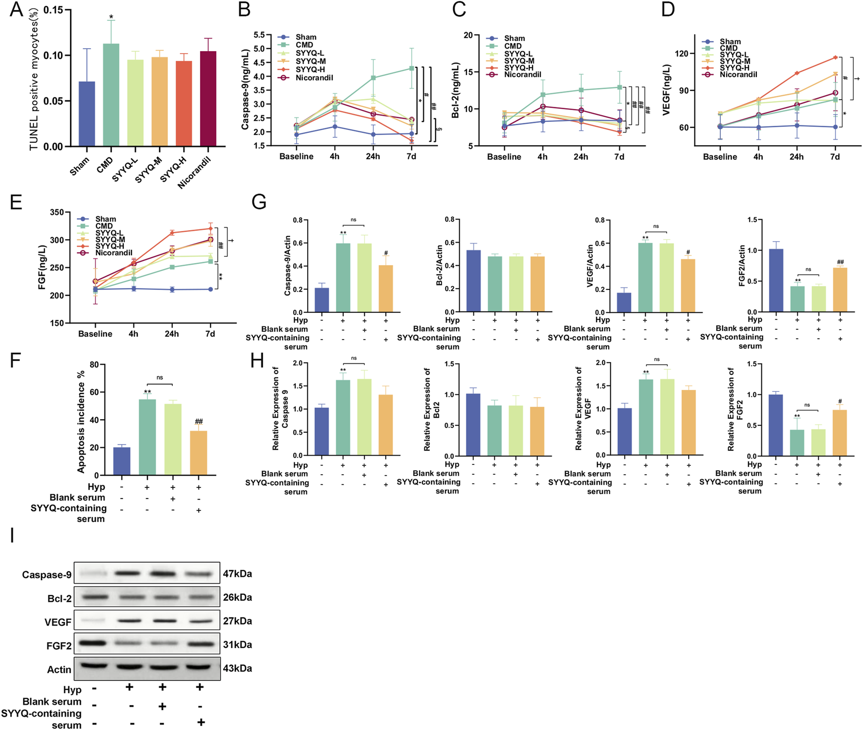 A series of charts and a protein expression analysis are displayed. - Chart A shows TUNEL positive myocytes percentages for various treatments, with "Sham" having the lowest and "CMD" the highest. - Charts B to E depict changes in caspase-3, Bcl-2, VEGF, and FGF levels over time across different treatments, with significant changes marked by asterisks.- Chart F shows apoptosis incidence percentages, with "SYYQ-containing serum" showing a notable decrease.- Charts G and H compare protein expression levels normalized to Actin for various conditions, highlighting differences with annotations.- Panel I displays western blot results for proteins like Caspase-9 and Bcl-2 under different serum conditions.