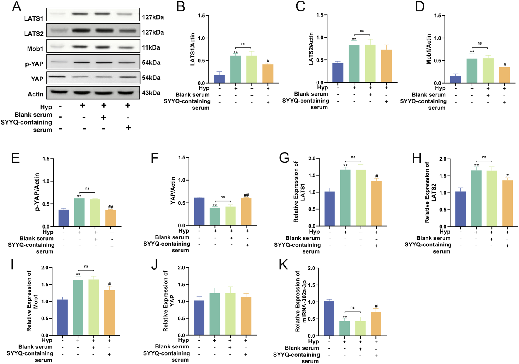 Western blot and bar graphs depict the effects of different treatments on protein expression. Panel A shows bands for LATS1, LATS2, Mob1, p-YAP, YAP, and Actin. Panels B to K show bar graphs for LATS1/Actin, LATS2/Actin, Mob1/Actin, p-YAP/Actin, YAP/Actin, and relative expression of LATS1, LATS2, Mob1, YAP, and miRNA-302a-3p across different conditions: Hyp, Blank serum, and SYYQ-containing serum, with significant differences denoted by asterisks and hashes.