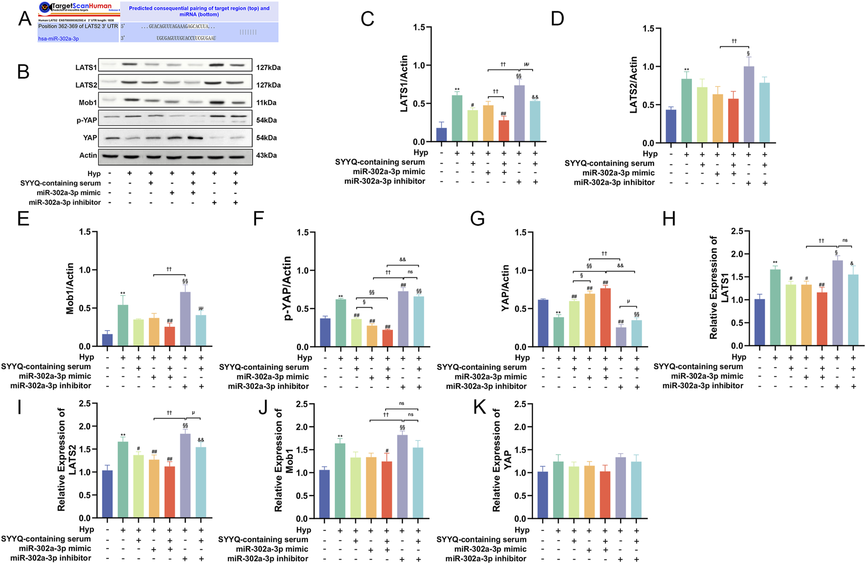 Diagram showing the effects of miR-302a-3p on specific proteins in hypoxia and serum-treated cell lines. Panel A displays the predicted pairing of miR-302a-3p with LATS2. Panel B shows Western blot results for LATS1, LATS2, Mob1, phosphorylated YAP, YAP, and Actin under different conditions. Panels C-K are graphs depicting the relative expression and ratio of these proteins, with various statistical markers indicating significance levels across different treatments (e.g., SYFQ-containing serum, miR-302a-3p mimic, and inhibitor).