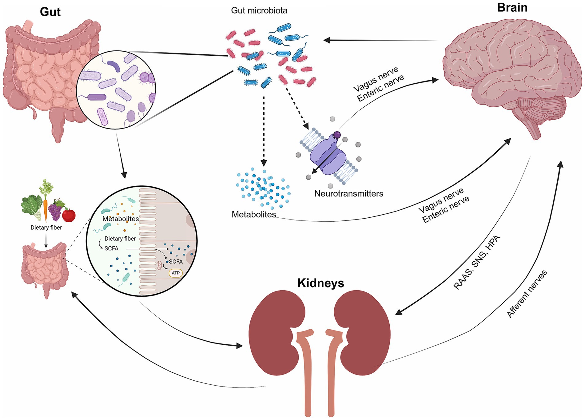 Diagram illustrating the gut-brain-kidney axis. It shows gut microbiota converting dietary fiber into metabolites and neurotransmitters. These influence the brain and kidneys via the vagus nerve and enteric nerve. The brain and kidneys are linked through afferent nerves and systems like RAAS, SNS, and HPA.