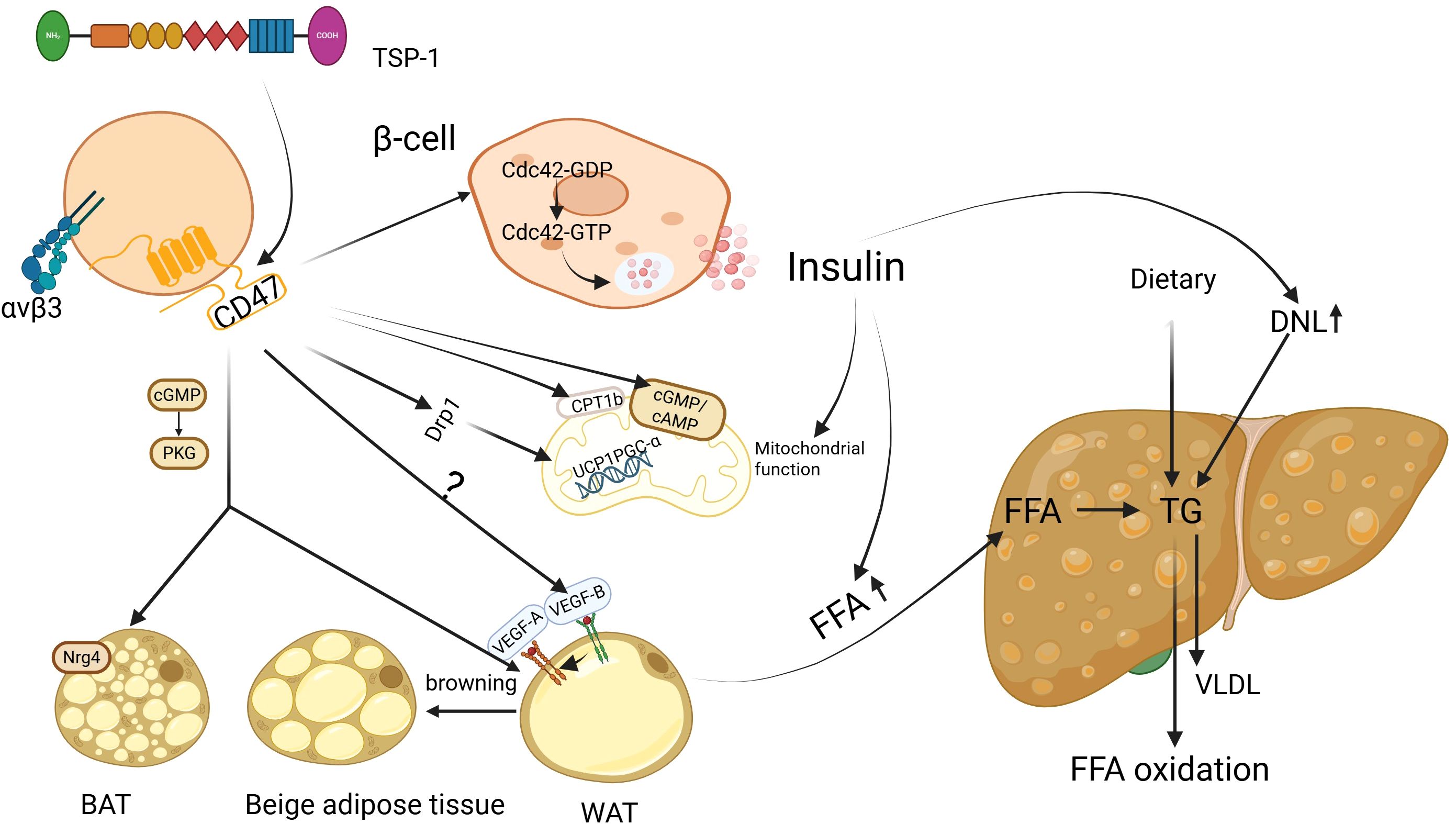 Diagram illustrating metabolic pathways involving β-cells, insulin, and adipose tissues. It shows the role of proteins like Cdc42-GDP, CD47, and cGMP in insulin secretion and browning of adipose tissue. Dietary effects on DNL and FFA oxidation in the liver are also depicted.
