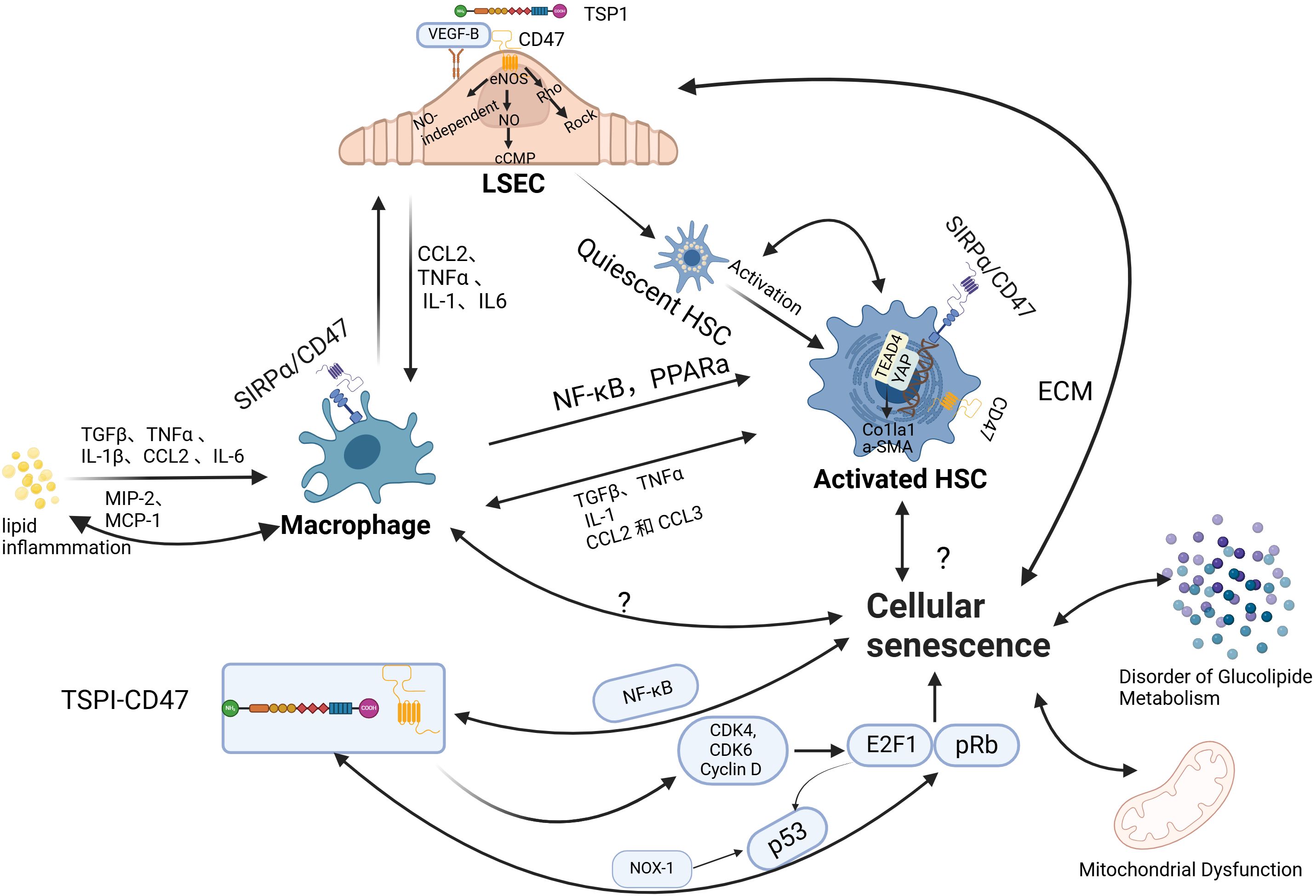Diagram illustrating the role of CD47 in cellular senescence. It shows interactions between liver sinusoidal endothelial cells (LSEC), quiescent hepatic stellate cells (HSC), activated HSC, macrophages, and molecules like NF-kB, PPARα, TSP1/CD47, and others. Arrows indicate pathways leading to lipid inflammation, disorder of glucolipide metabolism, and mitochondrial dysfunction.