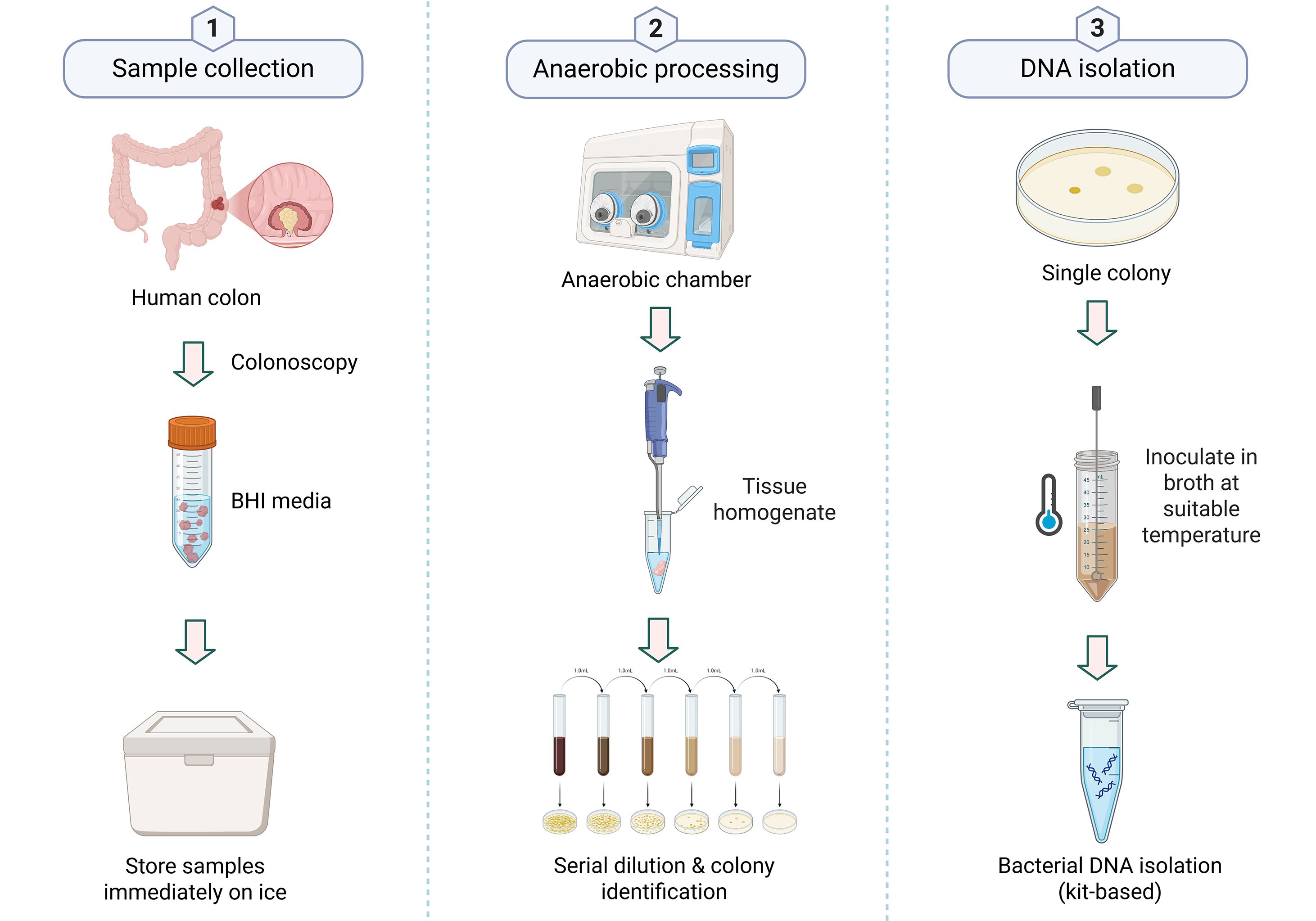 Flowchart illustrating three steps for bacterial processing. Step 1: Sample collection from the human colon using colonoscopy, stored in BHI media on ice. Step 2: Anaerobic processing in an anaerobic chamber with tissue homogenization and serial dilution for colony identification. Step 3: DNA isolation from a single colony, inoculated in broth at a suitable temperature, followed by kit-based bacterial DNA isolation.