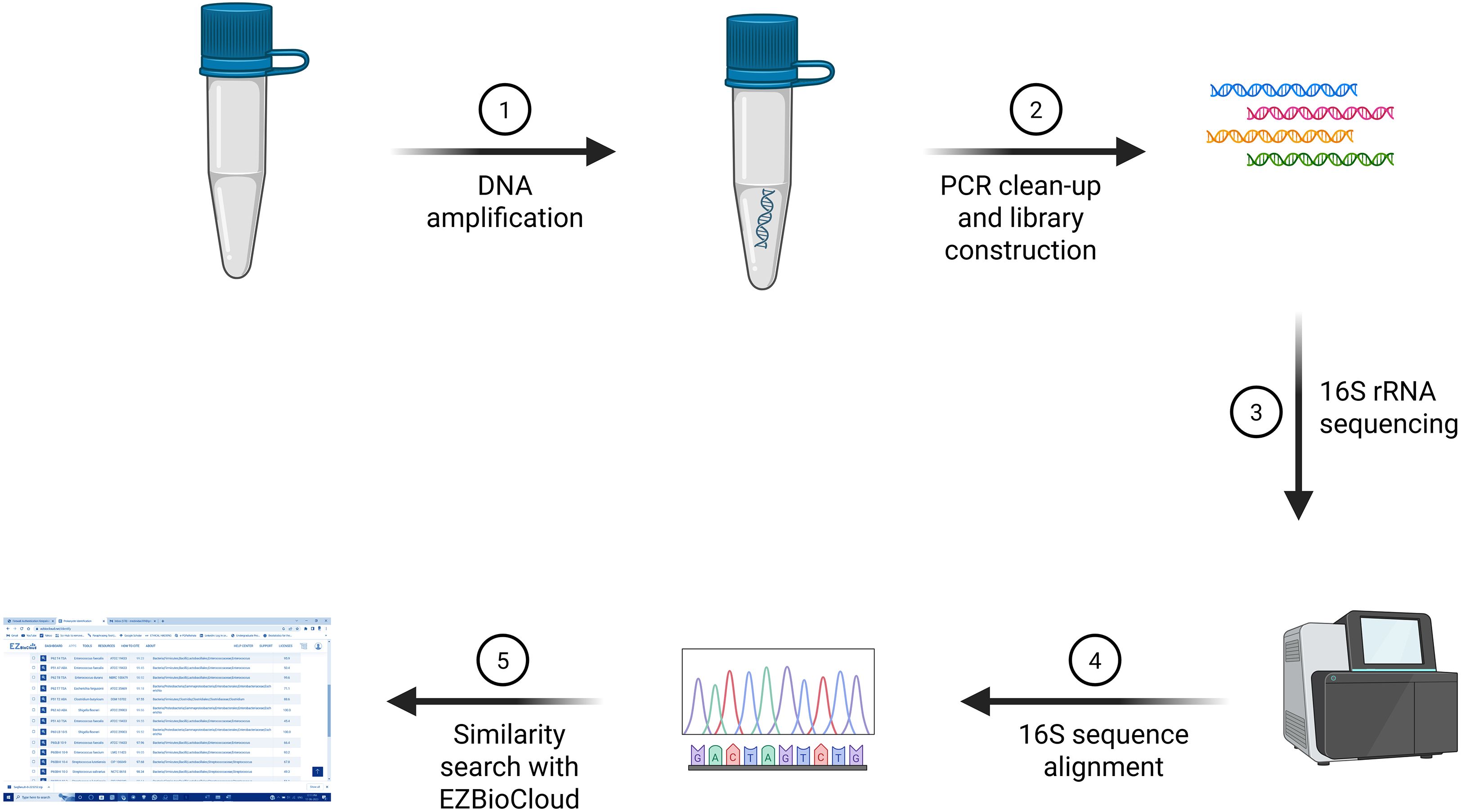 Diagram illustrating the process of 16S rRNA sequencing. Step 1: DNA amplification in a vial. Step 2: PCR clean-up and library construction. Step 3: 16S rRNA sequencing. Step 4: 16S sequence alignment using a computer. Step 5: Similarity search with EZBioCloud, represented by a database search page.