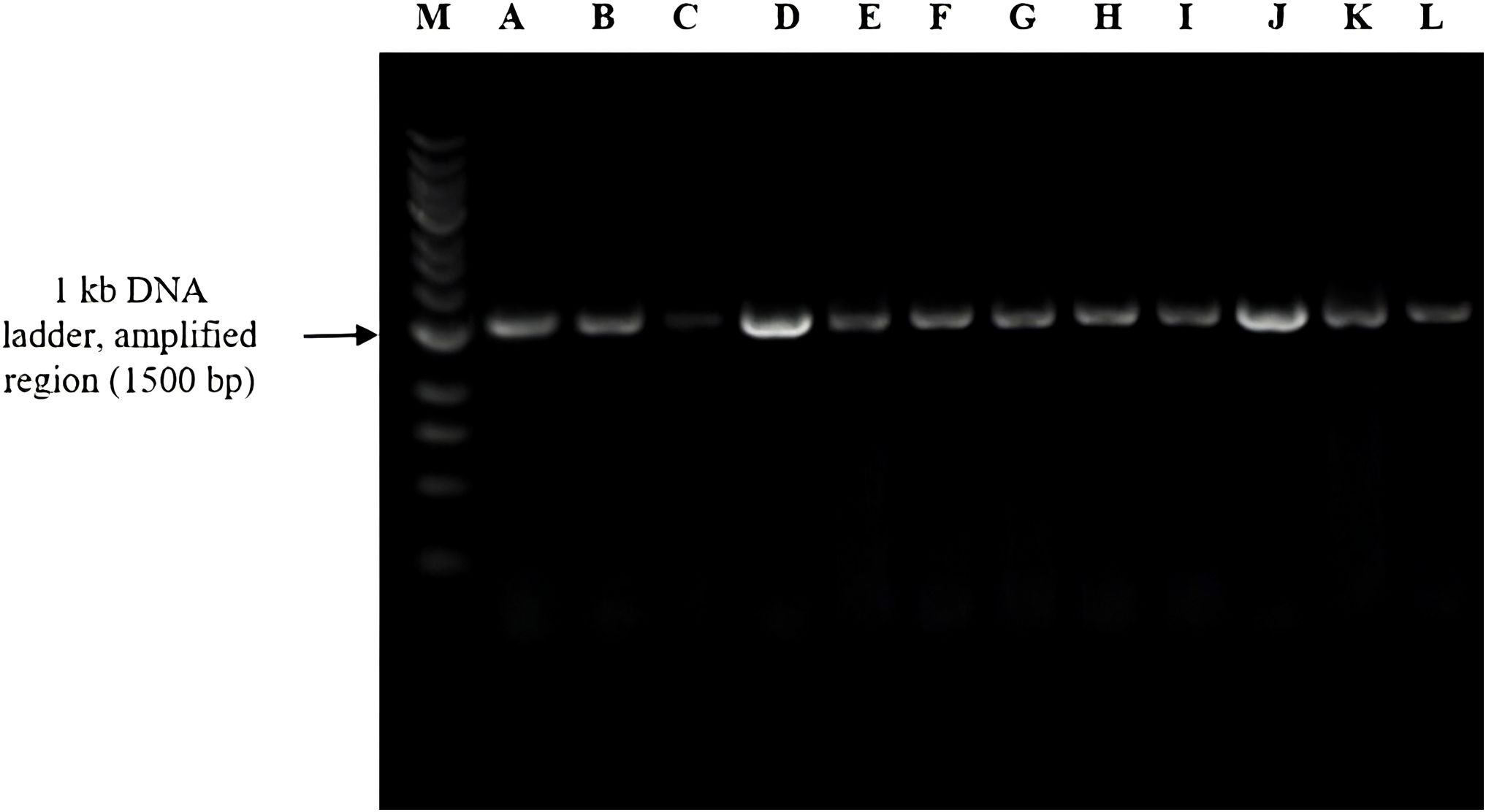 Gel electrophoresis image showing DNA bands. Lane M contains a 1 kilobase DNA ladder, with bands indicating size markers. Lanes A to L show amplified DNA regions, approximately 1500 base pairs each, appearing as bright bands against a dark background.