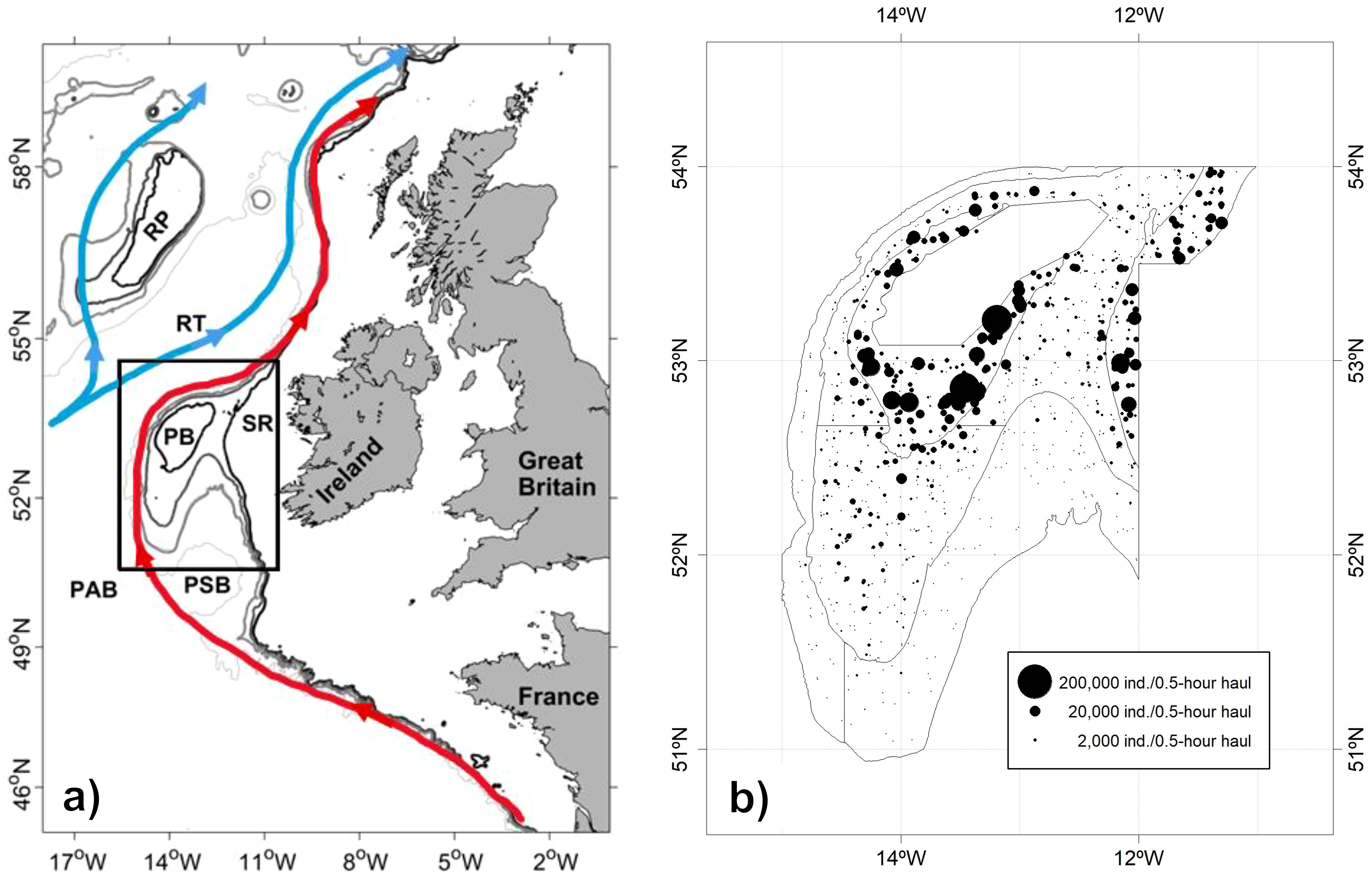 Map of the northwest European coast. Panel (a) displays ocean surface currents with red (Slope Edge Current) and blue arrows near Great Britain and Ireland, labeled with regions such as Rockall Plateau (RP) and Porcupine Bank (PB). Panel (b) shows a distribution map with black dots of varying sizes indicating the concentration of 0-year class blue whiting individuals per half-hour haul on the Porcupine Bank.