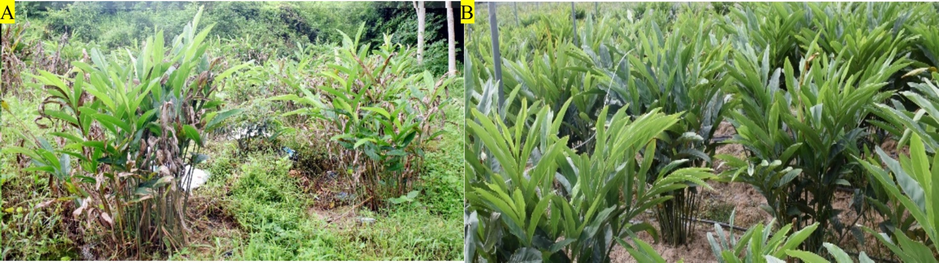 Two adjacent images showing different conditions of ginger plants. Panel A shows ginger plants in poor condition with yellowing and drying leaves in an overgrown area. Panel B depicts healthy ginger plants with lush green leaves in a well-maintained field.