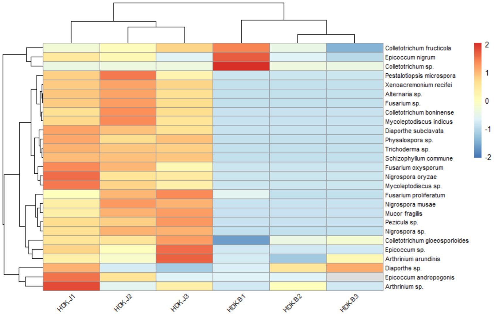 Heatmap displaying relative abundance of various fungal species across six samples labeled HDK-J1 to HDK-B3. Color scale ranges from blue (low abundance) to red (high abundance). Species like Colletotrichum spp. show higher abundance in several samples, particularly HDK-J1 to HDK-J3.