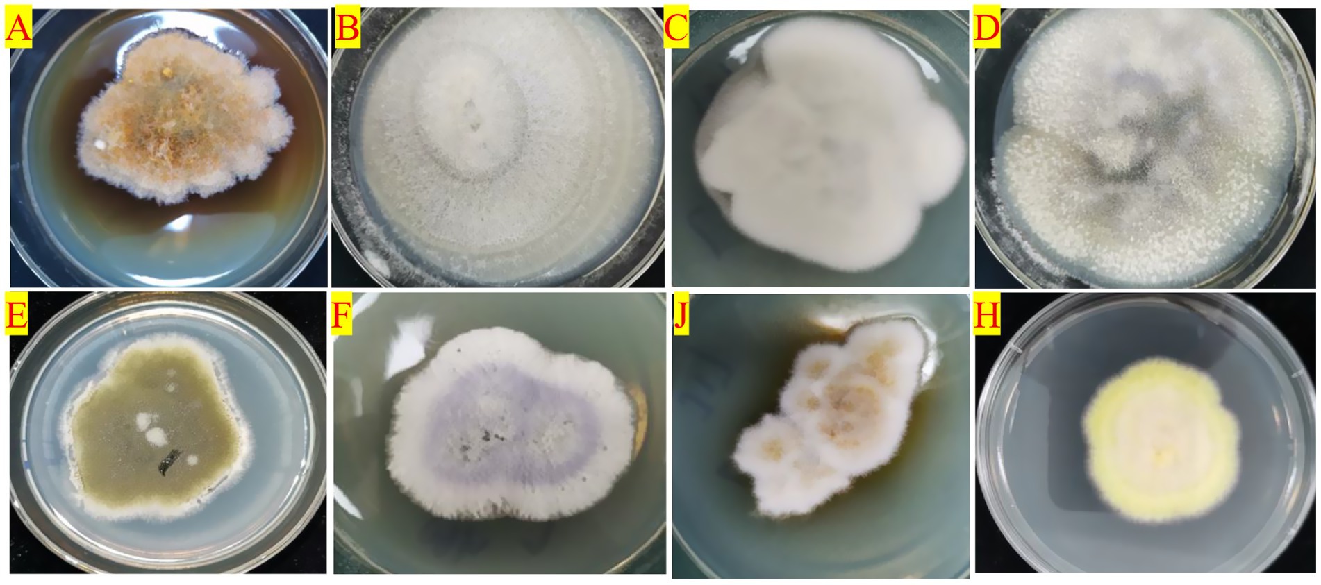 Eight petri dishes labeled A to H containing different fungal cultures. Each dish shows distinct growth patterns and colors, ranging from brown and fuzzy to pale and smooth. The colors and textures vary, highlighting morphological differences among the fungal samples.