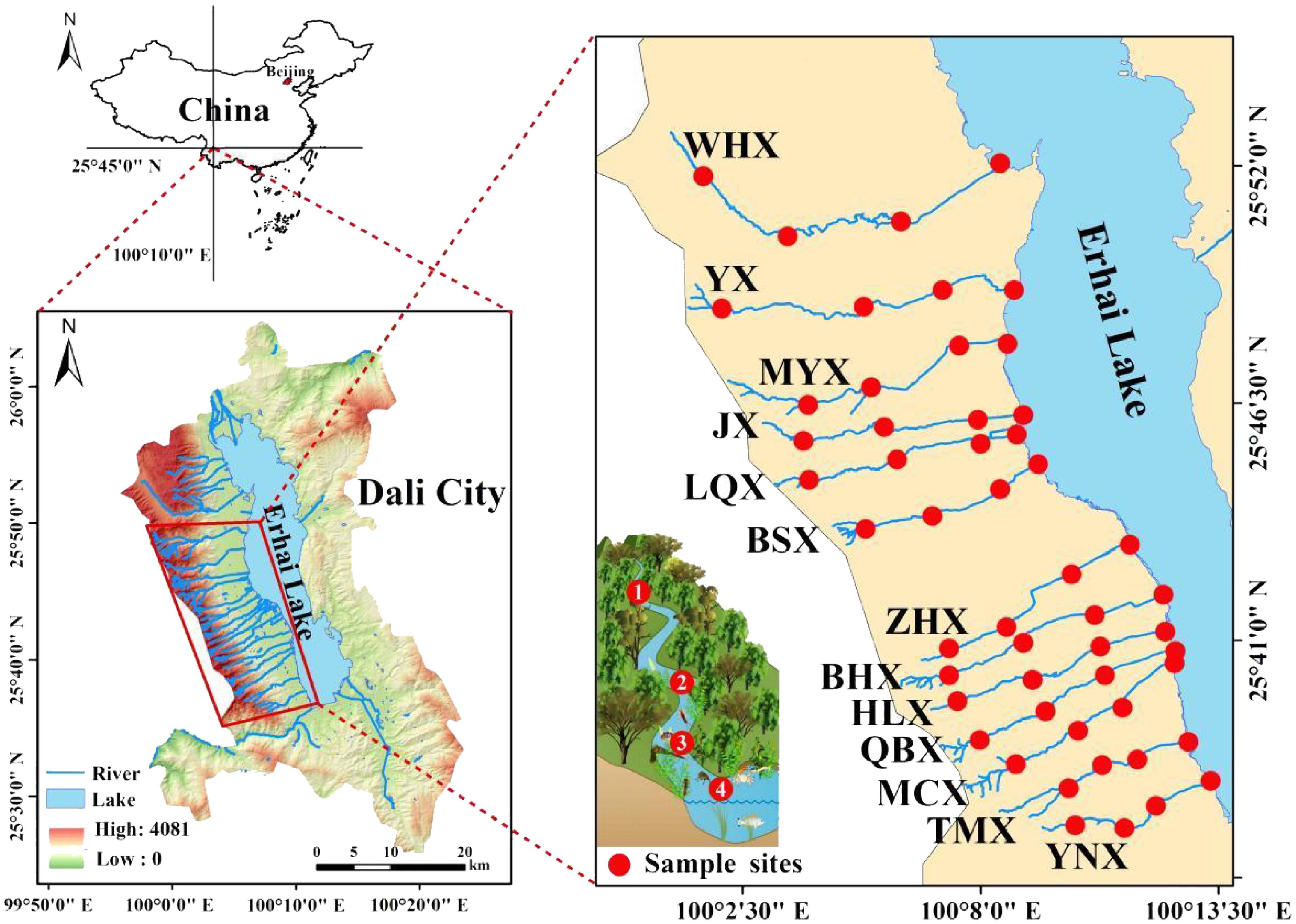 The map shows the geographical context of Erhai Lake within Dali City, China, highlighting sampling locations for ecological research. Panel (A) indicates the broader location of China, while panel (B) zooms in on Dali City and the lake, displaying rivers and elevation gradients. Panel (C) features detailed sample sites around Erhai Lake, labeled with codes (e.g., WHX, YX) and marked as red dots. The inset illustrates a stream flowing through a forest ecosystem, indicating four notable points for sample collection. Orientation and scales are provided to facilitate spatial understanding.