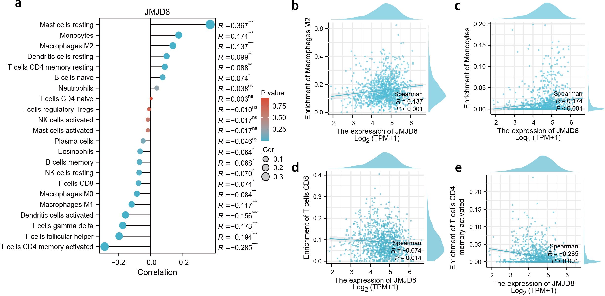 Heatmap and scatterplots analyzing correlations between JMJD8 expression and immune cell types. Panel (a) shows correlations between JMJD8 and multiple immune cells, with varying significance levels indicated by colors and circle sizes. Panels (b) to (e) show scatterplots of JMJD8 expression (log2 TPM+1) against the enrichment of Macrophages M2, Monocytes, T cells CD8, and T cells CD4 memory activated, respectively, each with Spearman correlation values and p-values.