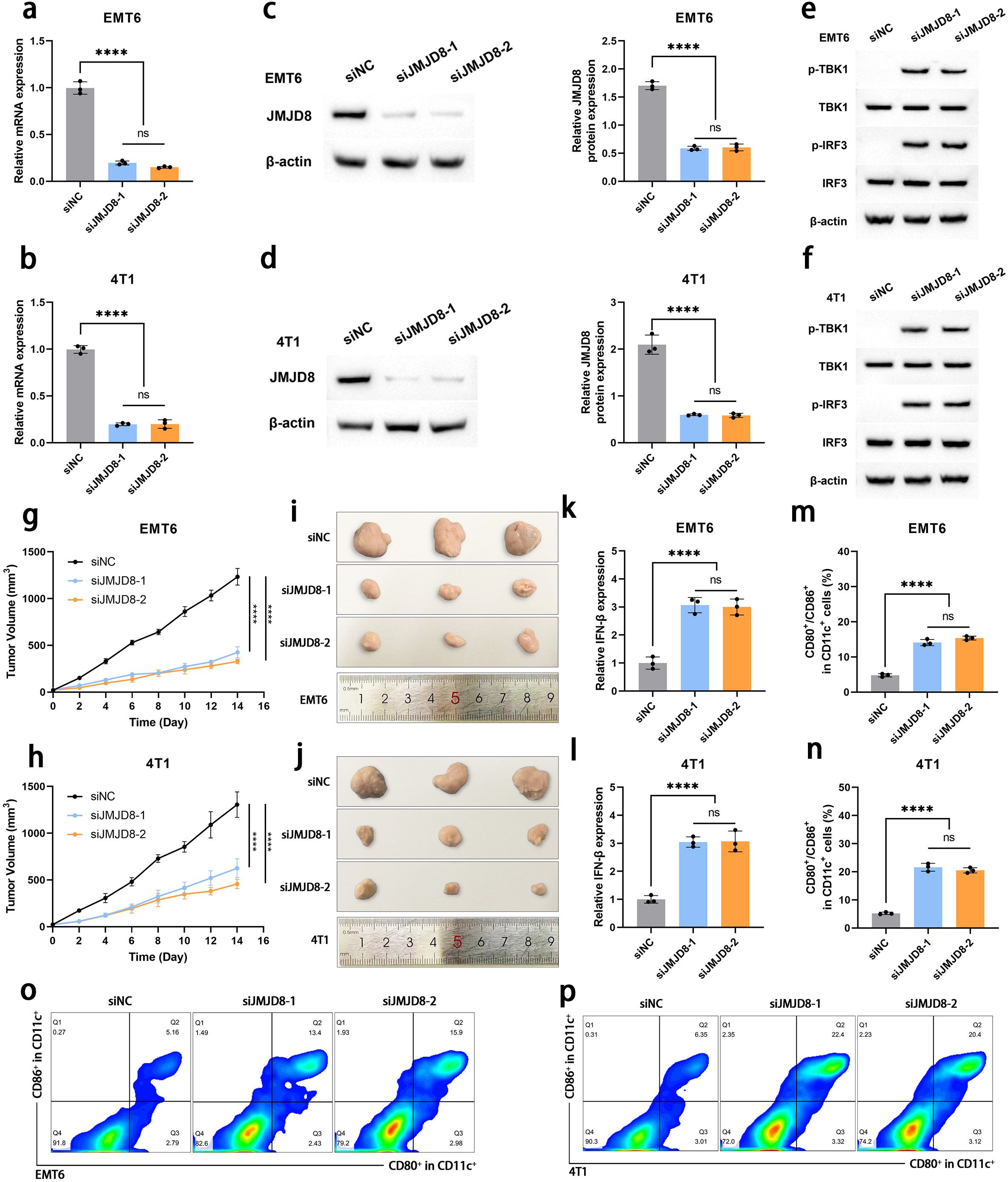 A composite image showcases various experimental results related to EMT6 and 4T1 cells. Graphs (a, b, g, h, k, l, m, n) display mRNA expression, tumor volume over time, and CD80/CD86 expression, indicating statistical significance with asterisks. Protein blots (c, d, e, f) show JMJD8, TBK1, and IRF3 expressions with β-actin as a control. Images (i, j) depict tumor size comparisons with a ruler for scale. Flow cytometry plots (o, p) illustrate the expression of CD86 and CD80 in CD11c+ cells. Differences between siNC and siJMJD8 treatments are analyzed.