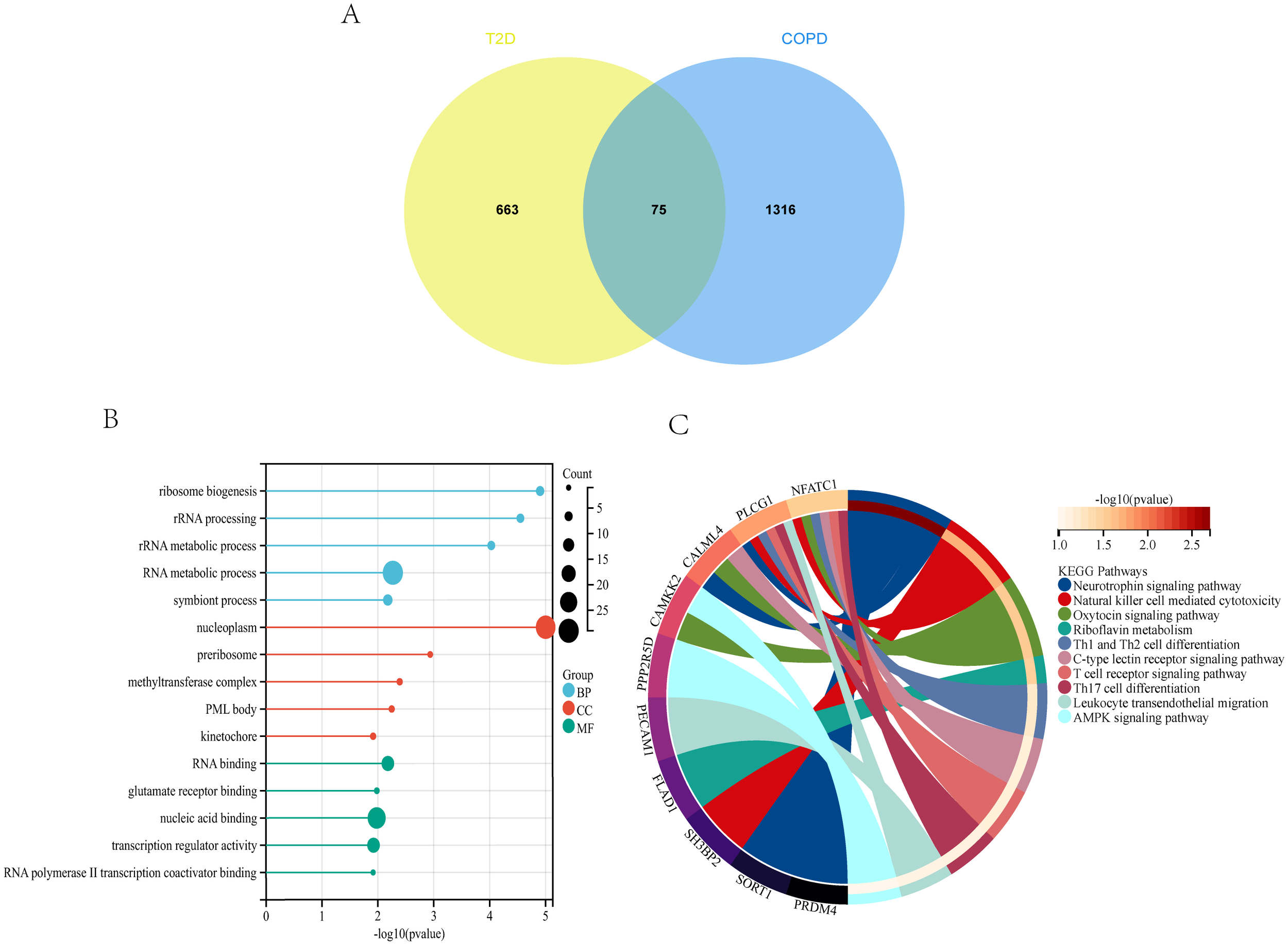 Diagram consisting of three parts: A) A Venn diagram showing 663 genes specific to T2D, 1316 genes specific to COPD, with 75 overlapping genes. B) A bubble chart displaying various biological processes, categorized by group: BP (Biological Process), CC (Cellular Component), MF (Molecular Function). Bubble size indicates count, and position represents the negative log p-value. C) A circular diagram representing pathways like Neurotrophin signaling and Oxytocin signaling, with color-coded segments for pathway classification and intensity indicating p-value significance.