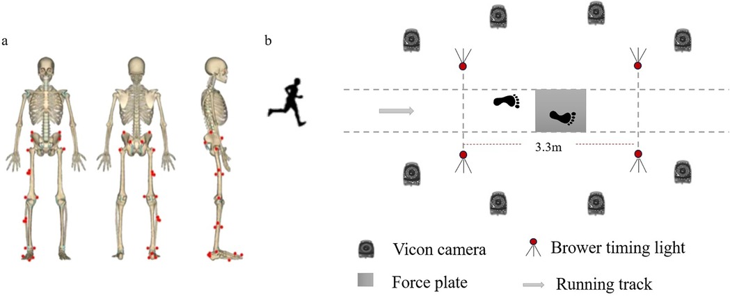 Diagram depicting two sections: (a) shows a human skeleton with red marker points on joints viewed from front, back, and side. (b) illustrates a running track setup with timing lights, Vicon cameras, and a force plate, indicating a 3.3-meter span.