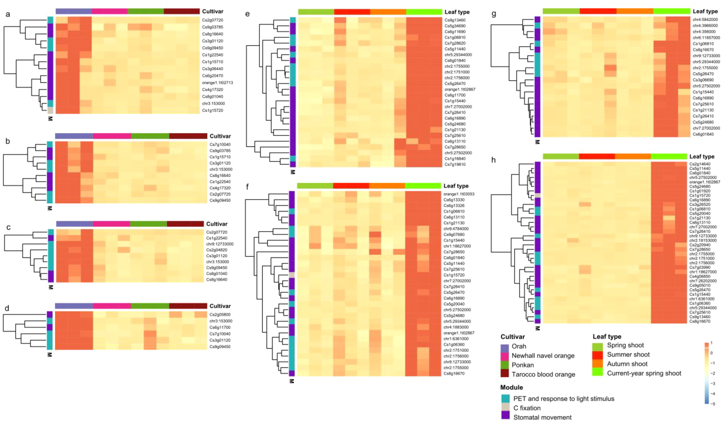 Clustered heatmaps displaying gene expression patterns in different cultivars and leaf types. Each panel (a to h) represents data for various genes with color gradients from yellow to red indicating expression levels. Cultivars are marked by colors such as purple and red, and leaf types are marked by green shades. Modules indicate categories like PET, C fixation, and stomatal movement, with annotations on the heatmaps showing gene names and cluster groupings.