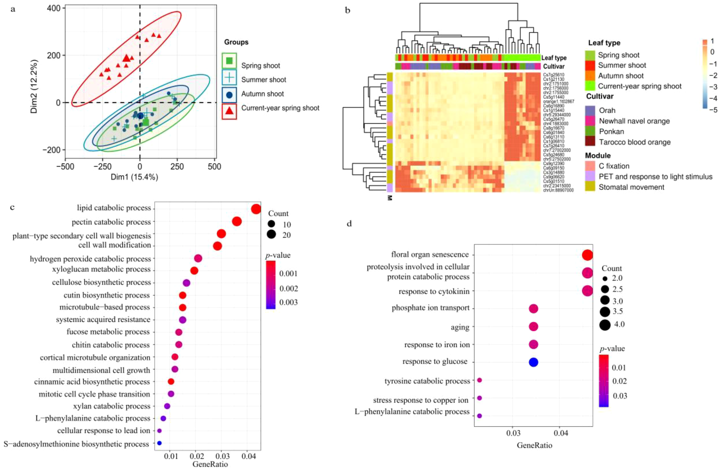 Four-panel image showing: a) A scatter plot with four groups of data points, each represented by a different color and shape, showing dimensional reduction analysis. b) A heatmap with hierarchical clustering, displaying expression levels of various genes across different shoot and leaf types. c) A dot plot illustrating gene ontology enrichment analysis, with processes like “lipid catabolic” and “pectin catabolic process” represented by dots sized by count and colored by p-value. d) Another dot plot for different gene ontology terms, such as “floral organ senescence” and “proteolysis”, similarly represented by size and color based on count and p-value.