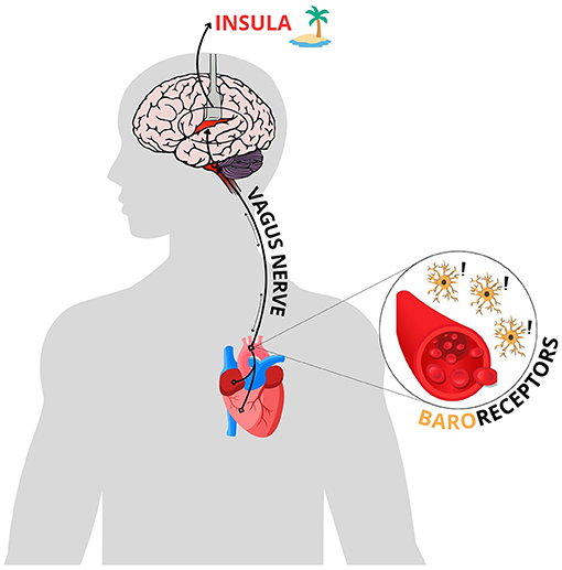 Diagram illustrating the connection between the insula in the brain and the heart via the vagus nerve. An inset shows baroreceptors in a blood vessel, with arrows indicating their signaling to the brain.