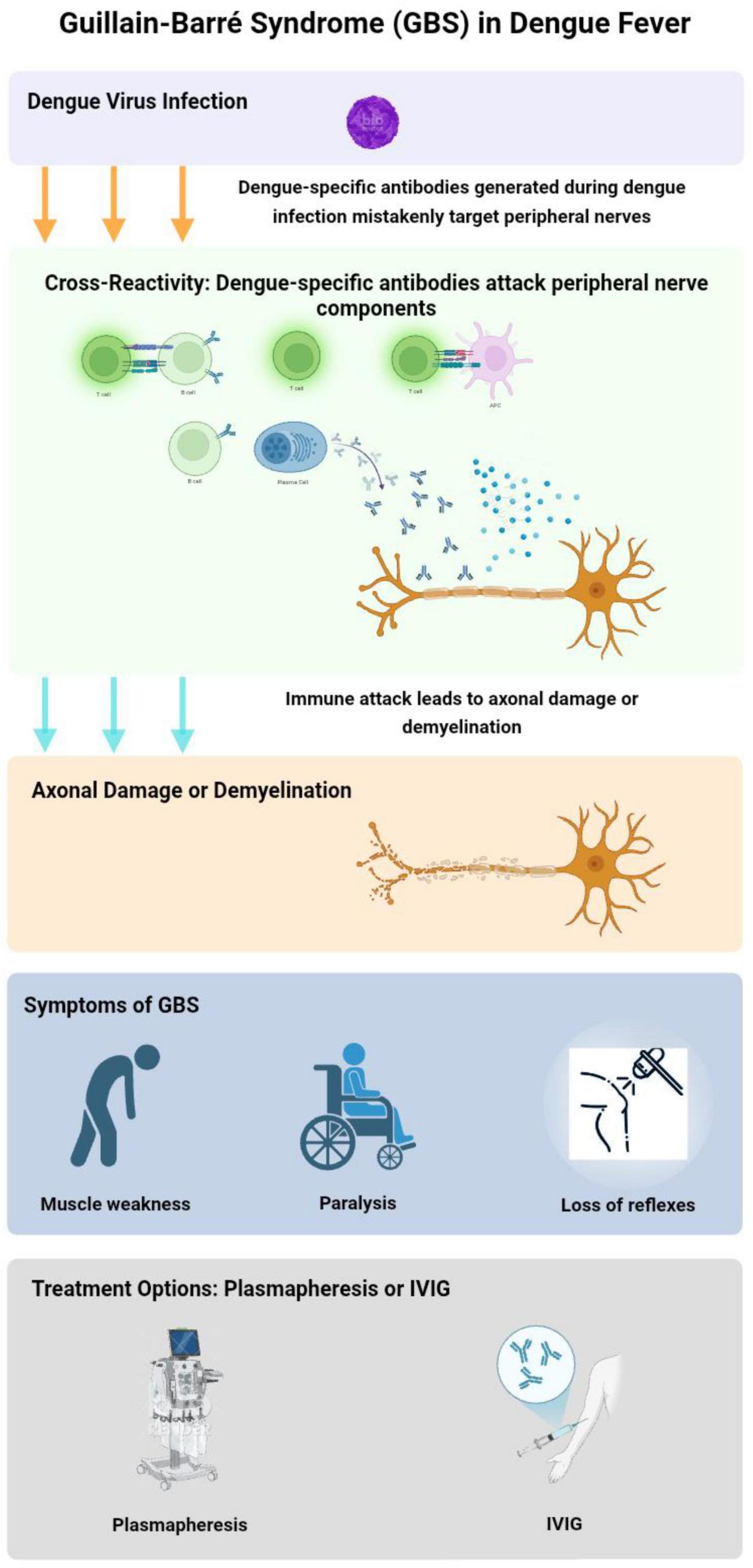 Flowchart illustrating Guillain-Barré Syndrome in dengue fever. It shows the process starting with dengue virus infection, leading to cross-reactivity where antibodies attack peripheral nerves, resulting in axonal damage or demyelination. Symptoms include muscle weakness, paralysis, and loss of reflexes. Treatment options are plasmapheresis or IVIG.