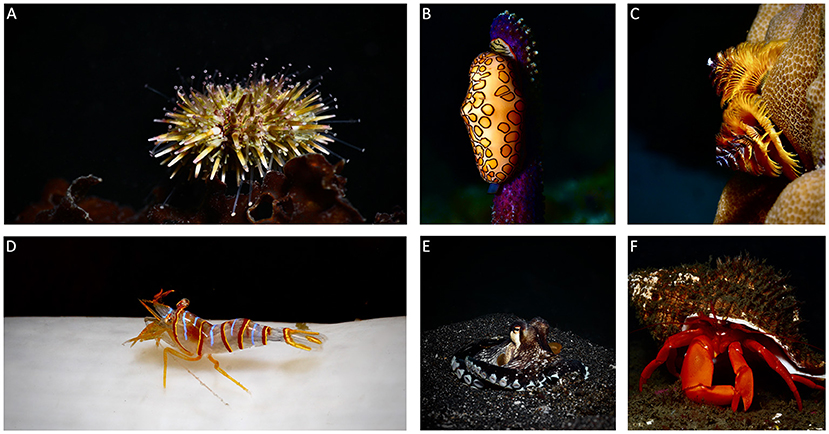 Six close-up underwater photographs of marine invertebrates against dark backgrounds. A: A round sea urchin with long greenish-yellow and white spines. B: An orange snail with dark ring-shaped markings and a purple mantle edge. C: Orange spiral feeding tentacles of a tube worm sticking out of coral. D: A translucent shrimp with blue, red, and yellow stripes. E: An octopus partly buried in the sand showing patchy dark and light patterning. F: A bright red hermit crab peeking out from its shell.