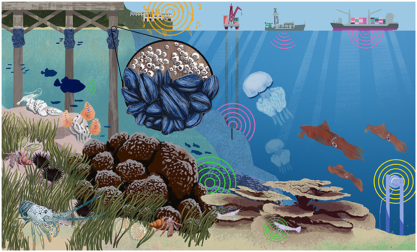 Illustration of an underwater coral reef with invertebrates including jellyfish, squid, shrimp, hermit crabs, and a spiny lobster among corals and seagrass. A magnified view shows barnacles and mussels on pier legs. Above water, ships, a crane, and a building playing music are visible, with an underwater speaker below. Colored rings represent different sound sources.