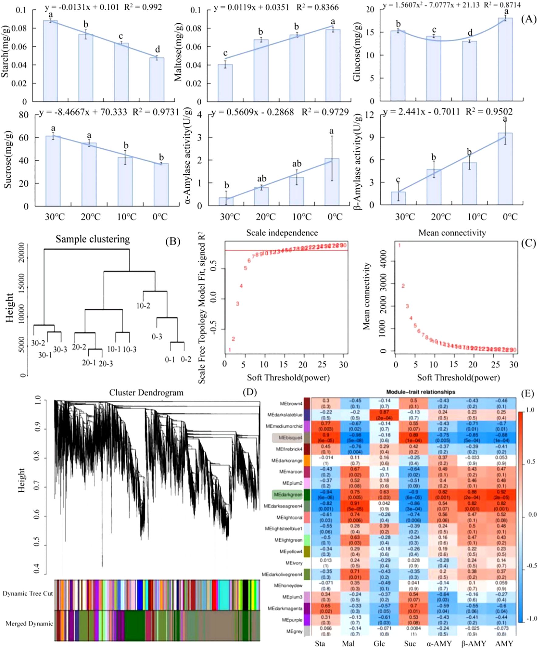 The image consists of multiple panels showing data visualizations related to biochemical analysis and clustering. Panel A displays line graphs illustrating changes in concentrations of starch, maltose, glucose, sucrose, as well as α-amylase and β-amylase activities at various temperatures. Panel B presents a sample clustering dendrogram. Panel C includes scatter plots for scale independence and mean connectivity versus soft threshold power. Panel D features a detailed cluster dendrogram with dynamic tree cutting. Panel E shows a heatmap of module-trait relationships with color coding representing correlation values.