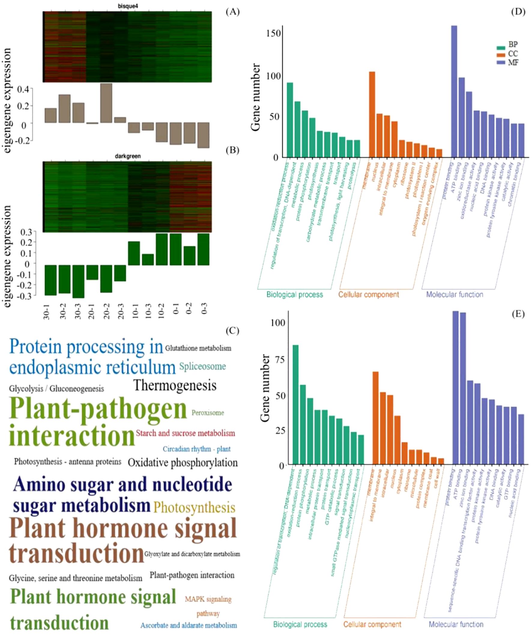 Heat maps and bar charts illustrate gene expression and gene classification. Panel A shows bisque4 eigengene expression, and Panel B shows darkgreen eigengene expression, both with heat maps and bar graphs. Panel C presents a word cloud with biological processes and interactions. Panels D and E are bar charts showing the number of genes across biological processes, cellular components, and molecular functions, color-coded in green, orange, and blue.