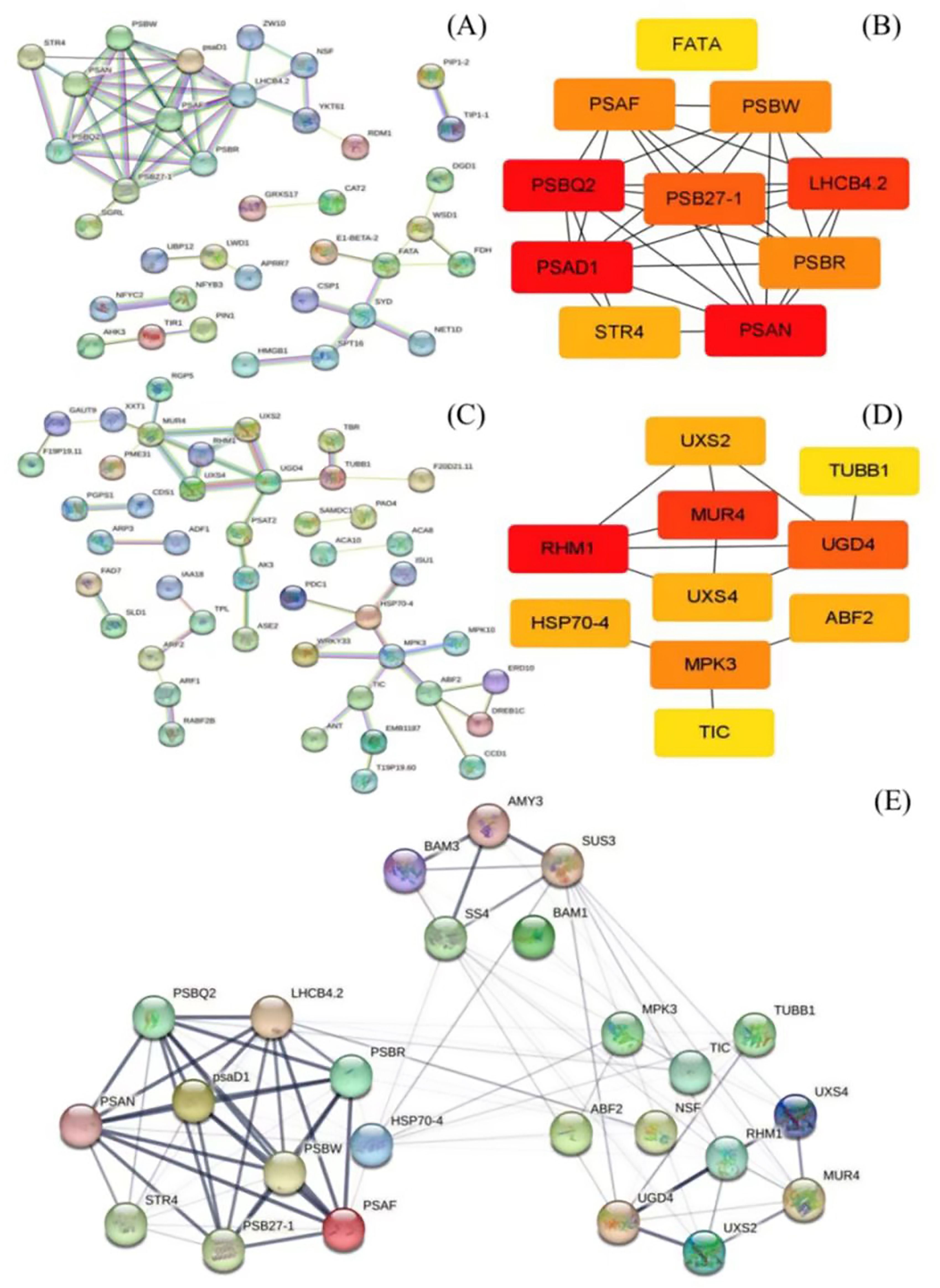 Network diagrams (A, C, E) and clustered network maps (B, D) depicting gene and protein interactions. Panels A and C show interconnected nodes. B and D use color-coded rectangles indicating varying levels of interaction. E displays a complex network with diverse connections, illustrating dynamic relationships.