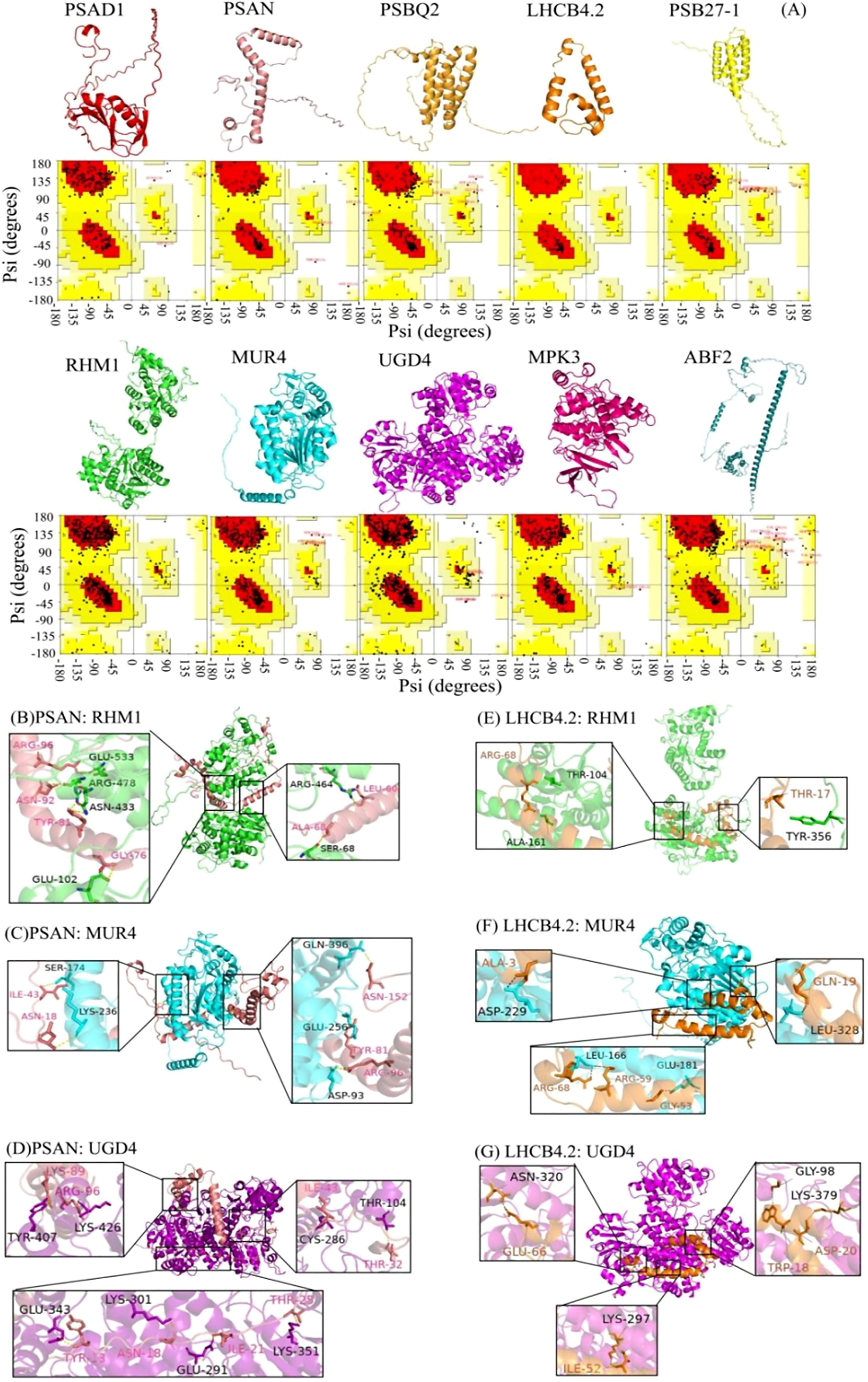 Illustration of protein structures alongside Ramachandran plots showing dihedral angles (psi and phi) for PSAD1, PSAN, PSBQ2, LHCB4.2, and PSB27-1. Structures of RHM1, MUR4, UGD4, MPK3, and ABF2 are also illustrated with plots. Detailed views highlight specific amino acid interactions: (B) PSAN: RHM1, (C) PSAN: MUR4, (D) PSAN: UGD4, (E) LHCB4.2: RHM1, (F) LHCB4.2: MUR4, and (G) LHCB4.2: UGD4. Each inset shows residues involved in the interactions.