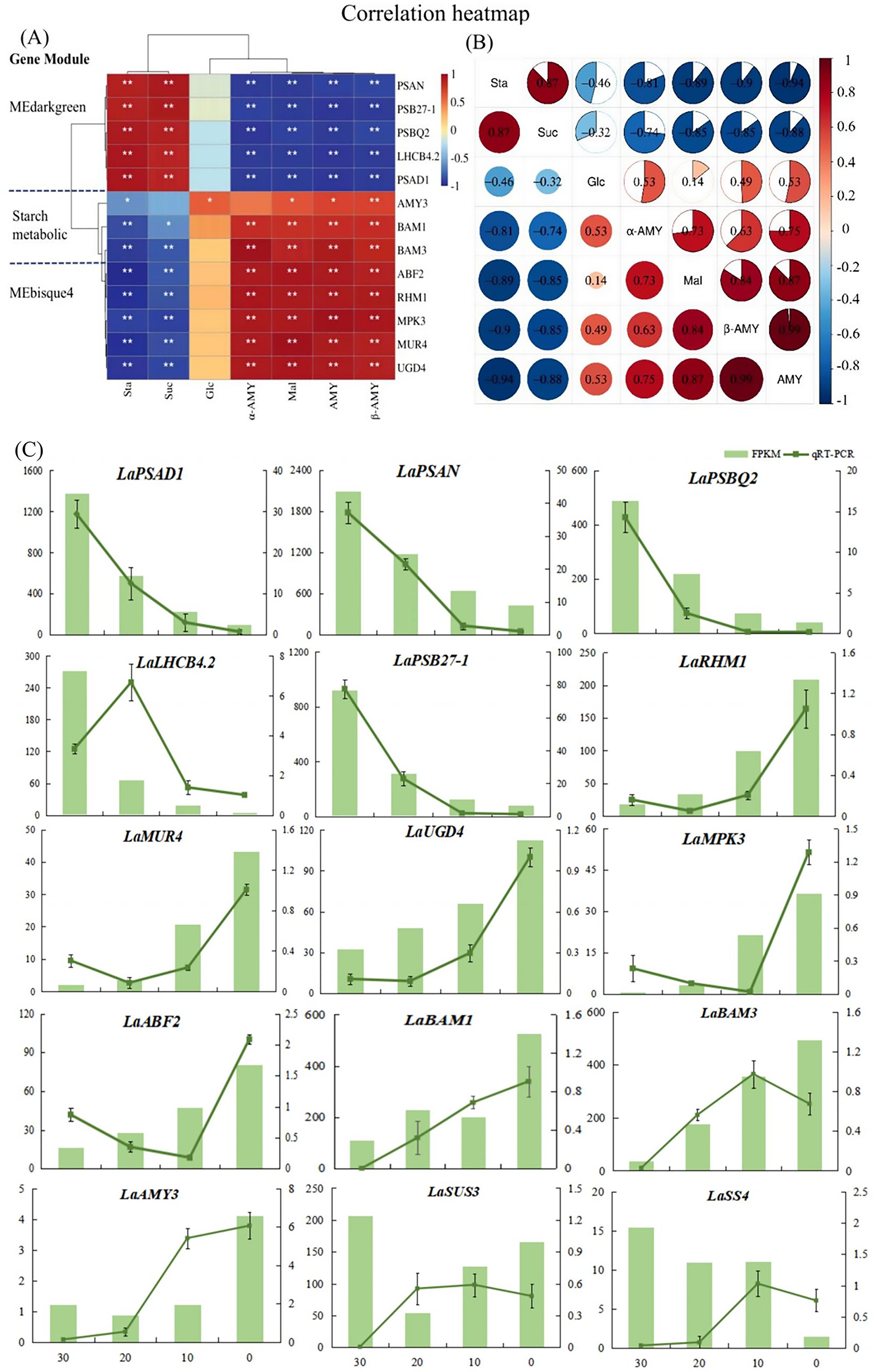 Correlation analysis visualizations consist of three sections. A) A heatmap shows gene module correlations, with colors from blue to red indicating negative to positive correlations. Gene modules include MEdarkgreen and MEbisque4, among others. B) Circular heatmap displays correlations between specific biochemical elements, like Sta and Suc, with values ranging from -1 to 1. C) Line and bar graphs for various genes (e.g., LaPSAD1, LaPS4N), presenting expression levels via FPKM and qRT-PCR, with time intervals on the horizontal axis.