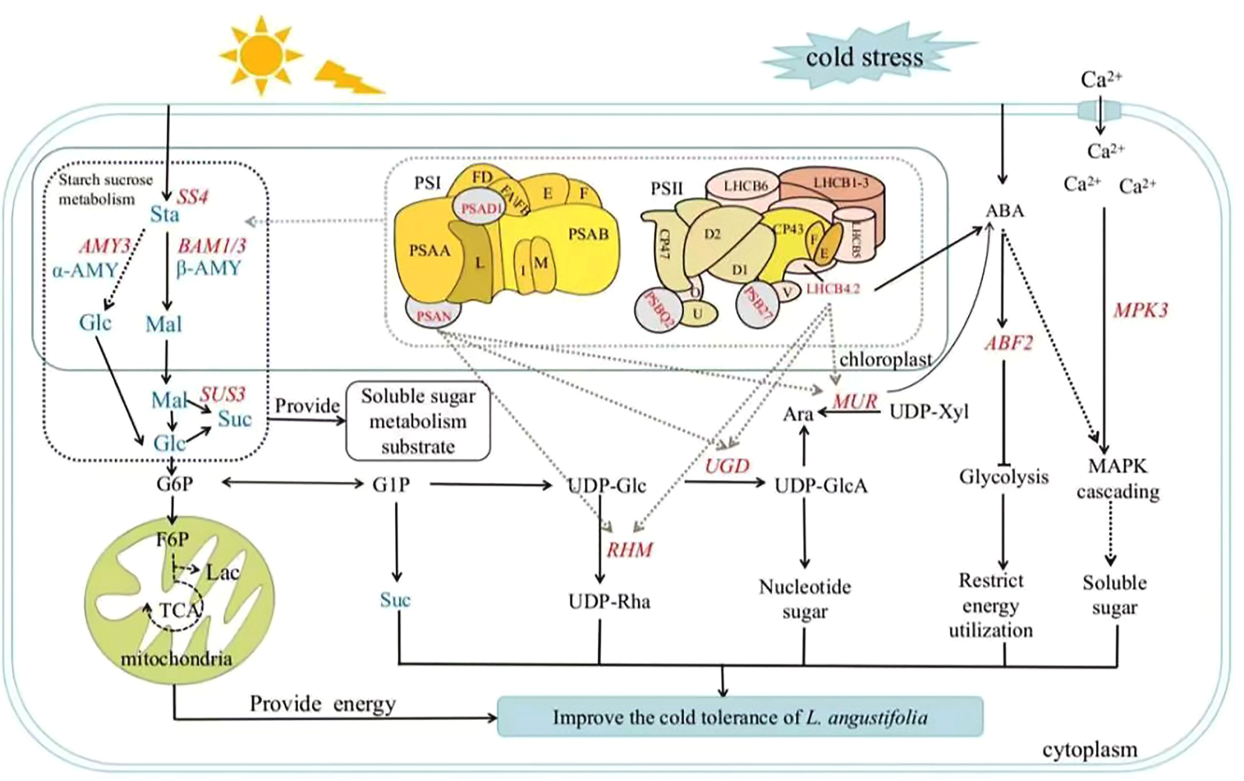 Diagram illustrating metabolic pathways in response to cold stress in plants. It shows starch sucrose metabolism involving enzymes like AMY3, BAM1/3, and SUS3, leading to energy production in mitochondria. Chloroplast components PSI and PSII are involved, with pathways leading to soluble sugar metabolism substrates. Cold stress influences processes like glycolysis, MAPK cascading, and soluble sugar accumulation, improving cold tolerance in plants. Calcium signaling is also indicated.
