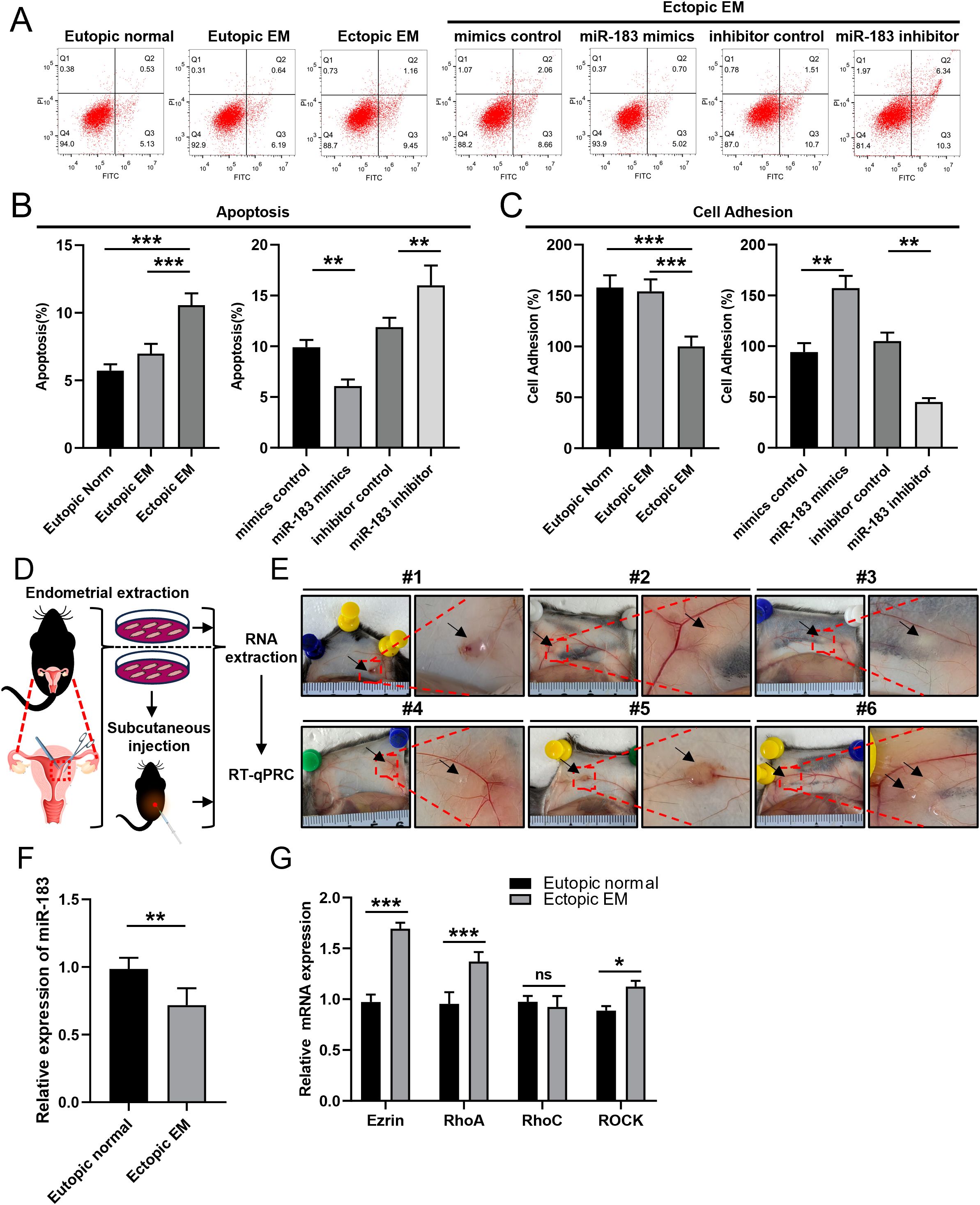 A scientific figure comprising multiple panels: (A) Flow cytometry plots showing apoptosis in different conditions. (B) Bar graphs depict apoptosis percentages with significant differences marked by asterisks. (C) Bar graphs show cell adhesion percentages. (D) Diagram showing endometrial extraction and RNA processing. (E) Series of six images showing experimental tissues with labeled points of interest. (F) Bar graph comparing miR-183 expression in eutopic normal and ectopic EM. (G) Bar graphs illustrating relative mRNA expression of Ezrin, RhoA, RhoC, and ROCK, with statistical significance indicated.