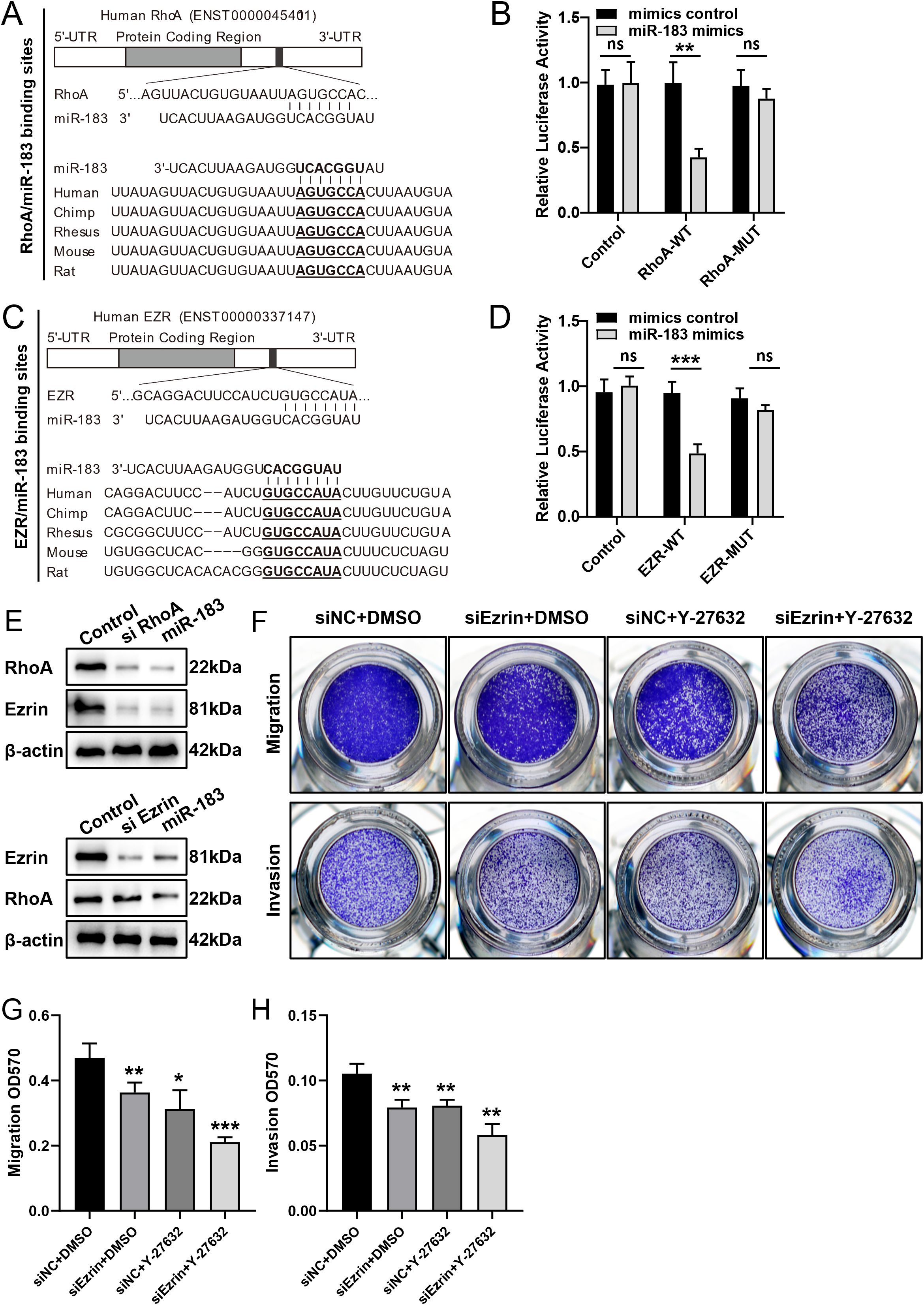 Diagrams and charts showing the impact of miR-183 on various proteins and activities related to cancer research. Panels A and C depict miR-183 binding sites on human RhoA and EZR genes, respectively. Panels B and D display bar charts of relative luciferase activity, highlighting significant differences with symbols for statistical relevance. Panel E presents Western blot results showing protein expression changes under different conditions. Panel F contains images of cell migration and invasion assays with different treatments. Panels G and H show bar charts quantifying migration and invasion, with statistical notation indicating levels of significance.