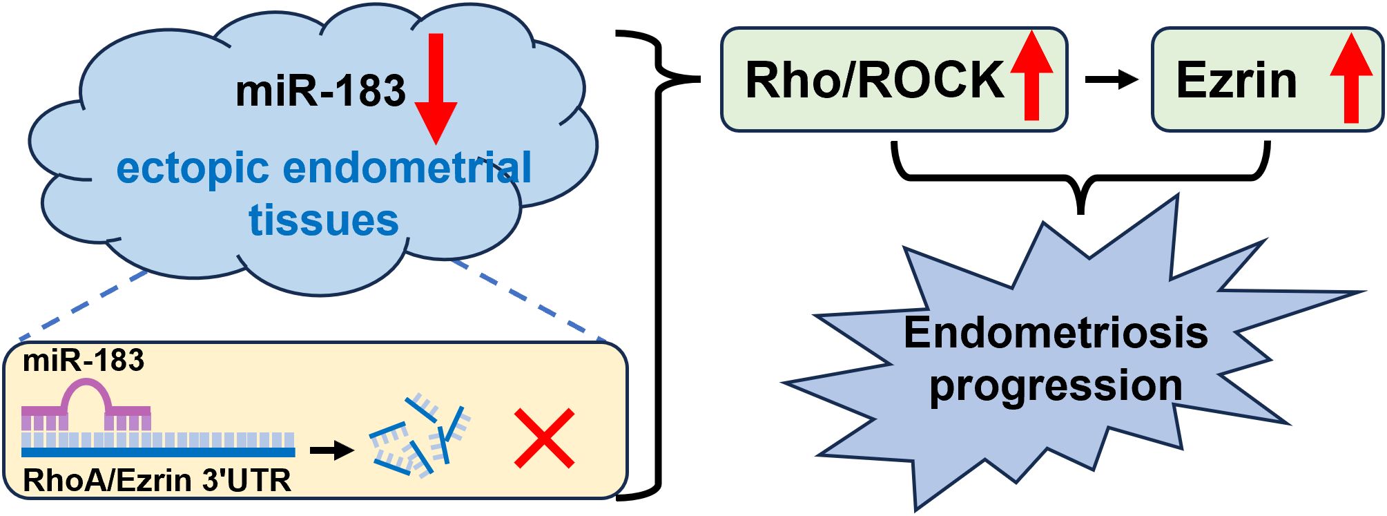 Diagram illustrating miR-183's role in endometriosis. Reduced miR-183 in ectopic endometrial tissues leads to increased Rho/ROCK and Ezrin expression, promoting endometriosis progression. miR-183 targets RhoA/Ezrin 3'UTR.