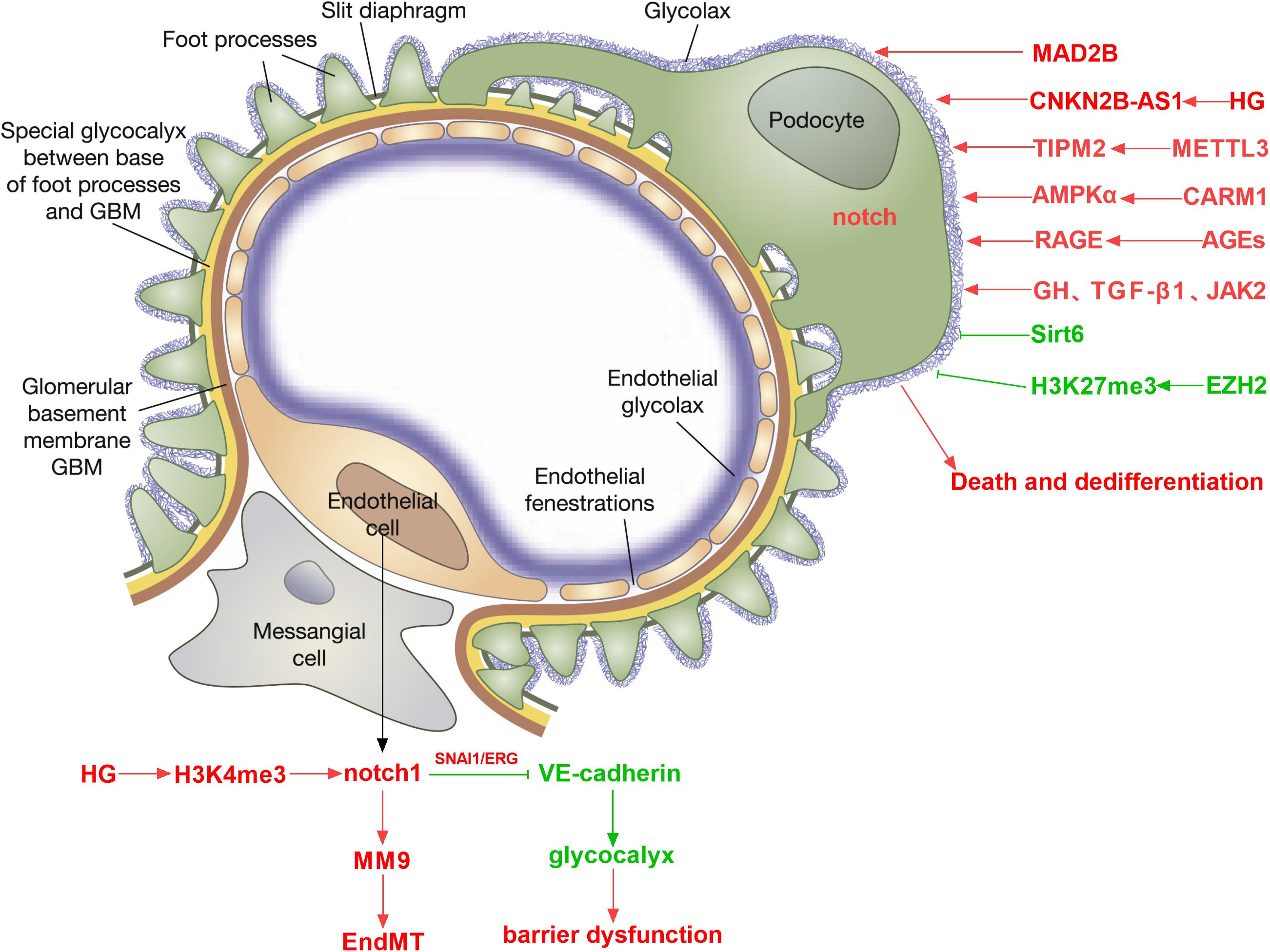 Cross-sectional diagram of a glomerulus, detailing cellular and molecular structures. Labeled components include podocytes, foot processes, endothelial cells, and the glomerular basement membrane (GBM). It highlights the role of glycoalyx, endothelial fenestrations, and signaling pathways affecting cell differentiation and death. Genes and proteins like MAD2B, Sirt6, and EZH2, as well as processes like EndMT, are depicted influencing these pathways.