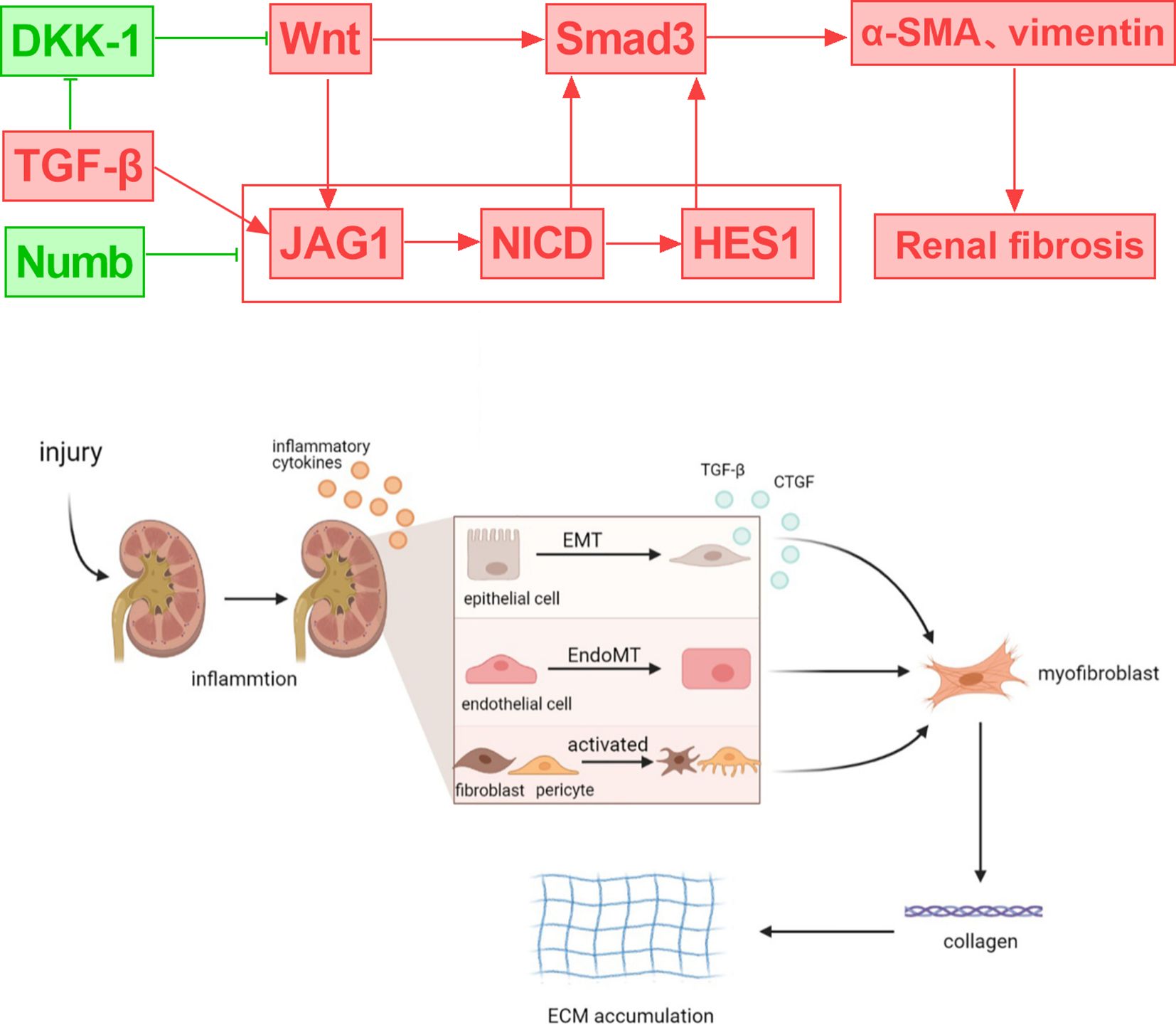 Diagram of pathways involved in renal fibrosis. The top section shows molecular interactions with DKK-1, Numb, Wnt, Smad3, TGF-β, JAG1, NICD, and HES1 leading to renal fibrosis. The bottom section illustrates kidney injury leading to inflammation, epithelial-mesenchymal transition (EMT), endothelial-mesenchymal transition (EndoMT), and activation of fibroblasts and pericytes to form myofibroblasts, contributing to extracellular matrix (ECM) accumulation and collagen deposition.