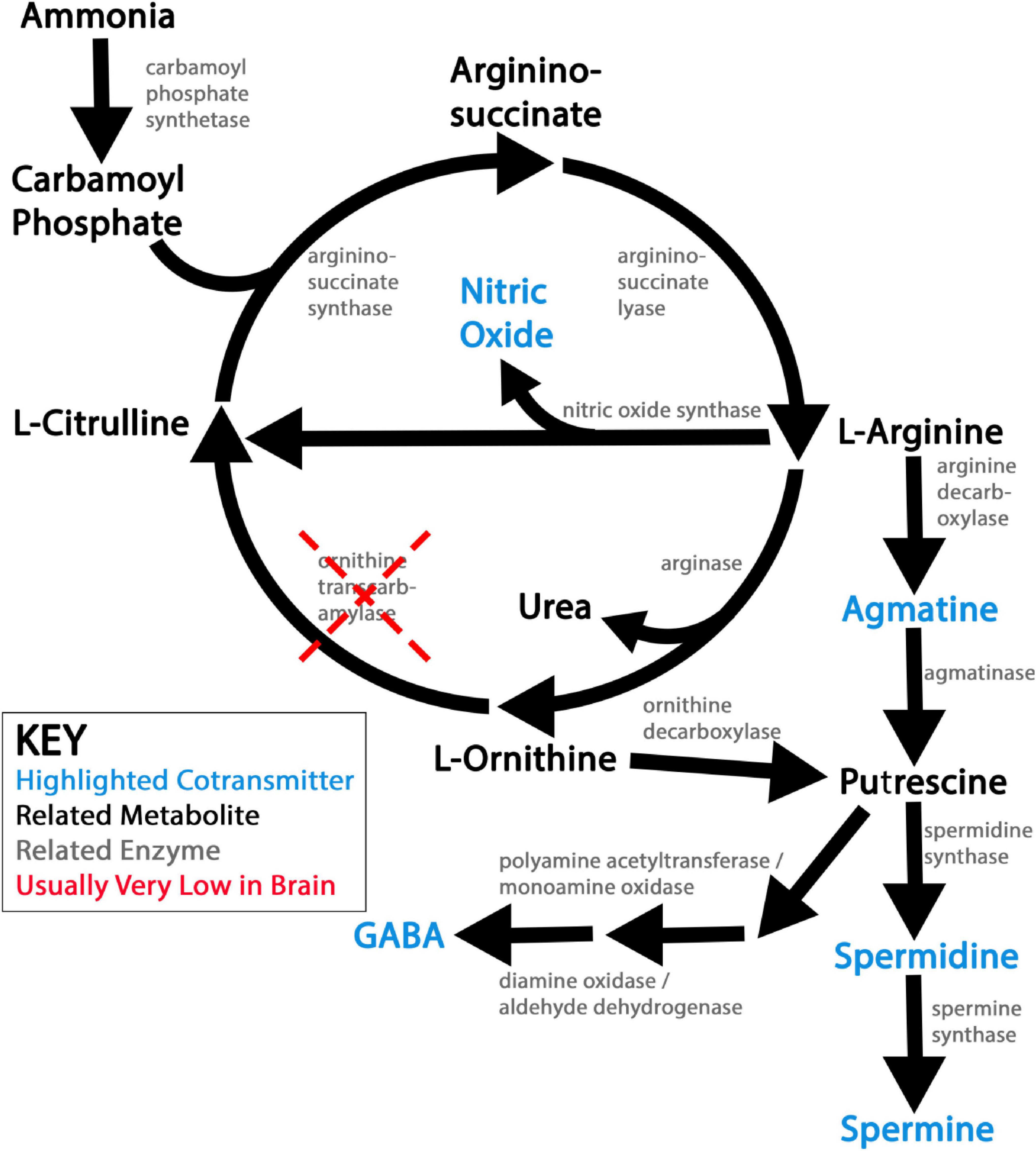 Biochemical pathway diagram illustrating the formation of nitric oxide and various metabolites like urea, agmatine, putrescine, spermidine, and spermine. The pathway involves multiple enzymes, including carbamoyl phosphate synthetase, nitric oxide synthase, arginase, and others. L-citrulline, L-ornithine, and L-arginine are key intermediates. A key highlights neurotransmitters, metabolites, enzymes, and components typically low in the brain.