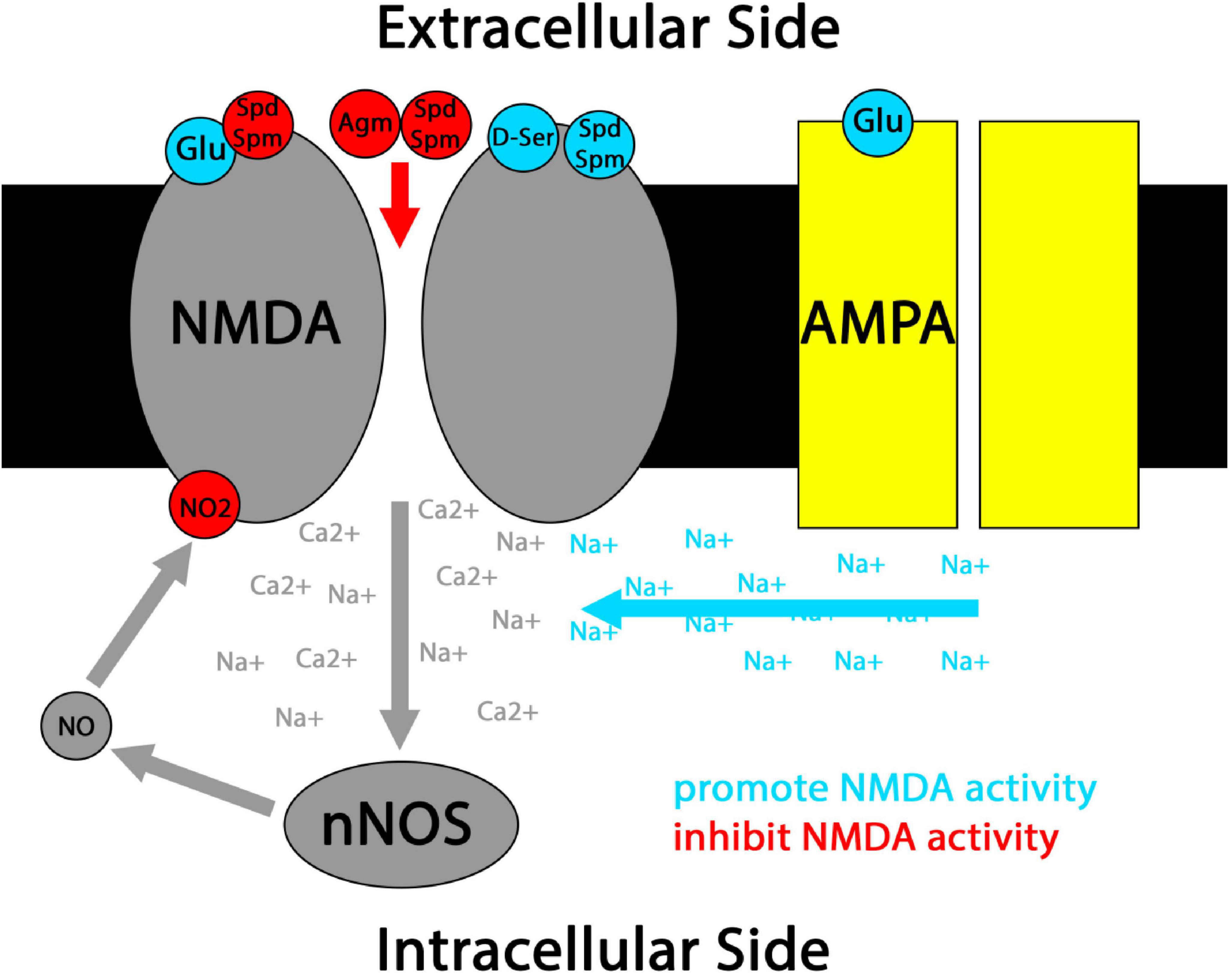 Diagram illustrating NMDA and AMPA receptor activity. On the extracellular side, glutamate (Glu) and polyamines (Spd, Spm) interact with NMDA, while glutamate interacts with AMPA. Nitric oxide (NO) is produced intracellularly, affecting NMDA activity. Calcium (Ca2+) and sodium (Na+) ions move through NMDA and AMPA channels, with arrows indicating ion flow direction. Agmatine (Agm) inhibits NMDA activity, while D-serine and polyamines promote it.
