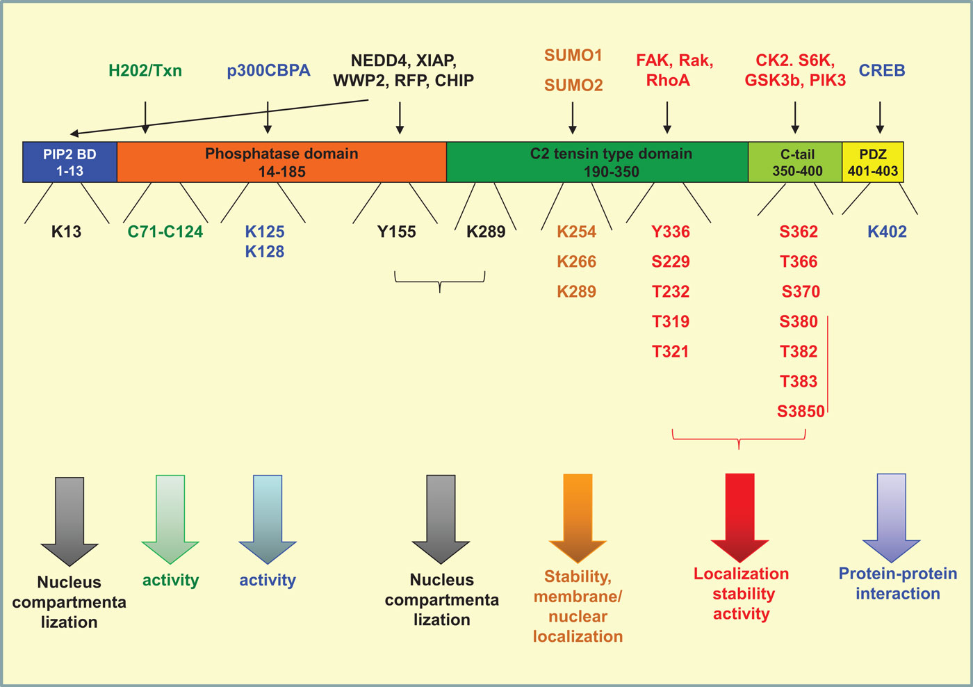 Frontiers | Focus on PTEN Regulation