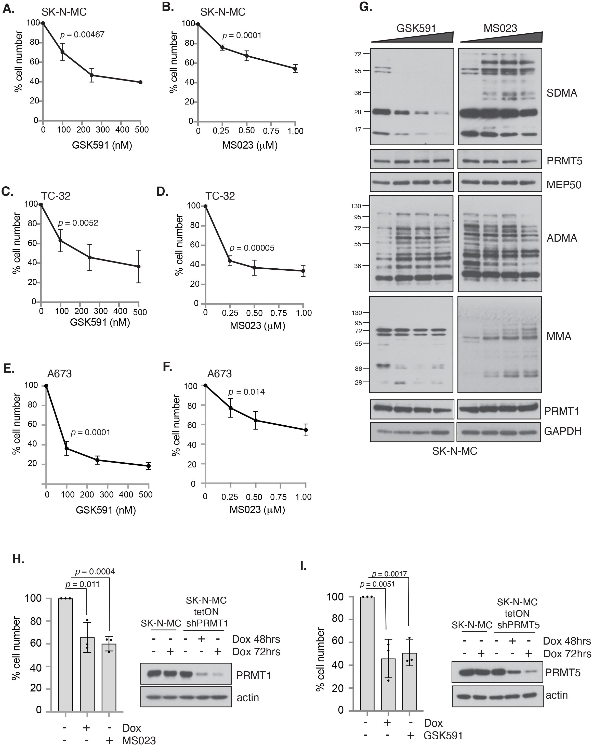 Graphs and blots showing the effects of GSK591 and MS023 on cell number across SK-N-MC, TC-32, and A673 cell lines. Panels A-F display graphs illustrating a decrease in cell number with increasing drug concentration. Panel G shows Western blots highlighting protein expression changes due to GSK591 and MS023. Panels H and I present bar graphs and blots indicating the effects of doxycycline-inducible shRNA against PRMT1 and PRMT5 in SK-N-MC cells, impacting cell number and protein levels. Statistical significance is marked on graphs.