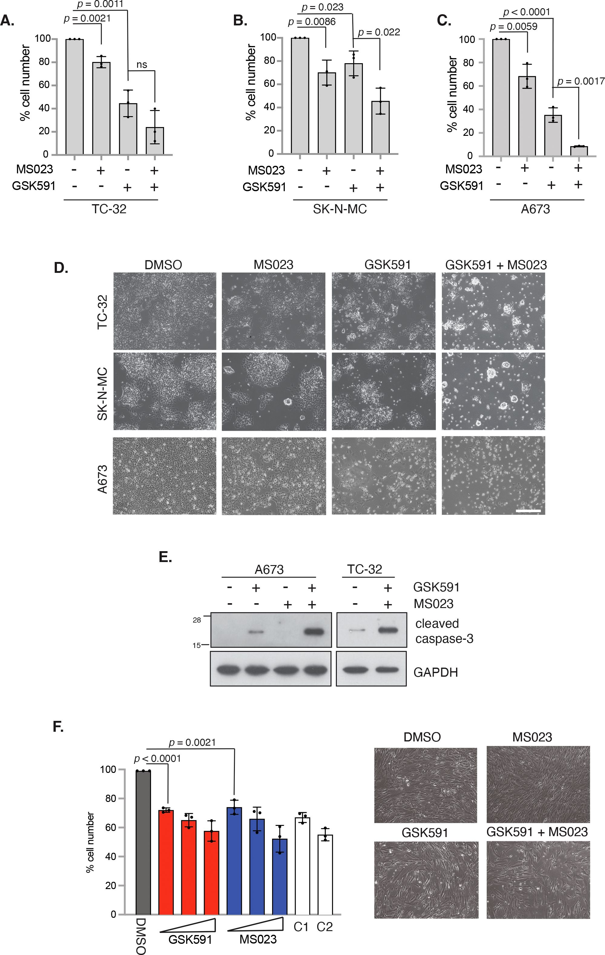 Bar graphs and images depict the effects of MS023 and GSK591 on different cell lines. Panels A, B, and C show significant decreases in cell numbers with treatments. Panel D provides microscopic images showing morphological changes under different conditions. Panel E displays Western blot results for cleaved caspase-3 and GAPDH proteins in A673 and TC-32 cells. Panel F combines a bar graph showing dose-dependent effects of GSK591 and MS023 on cell numbers with images illustrating cell morphology under each treatment. Statistical significance is represented by p-values.