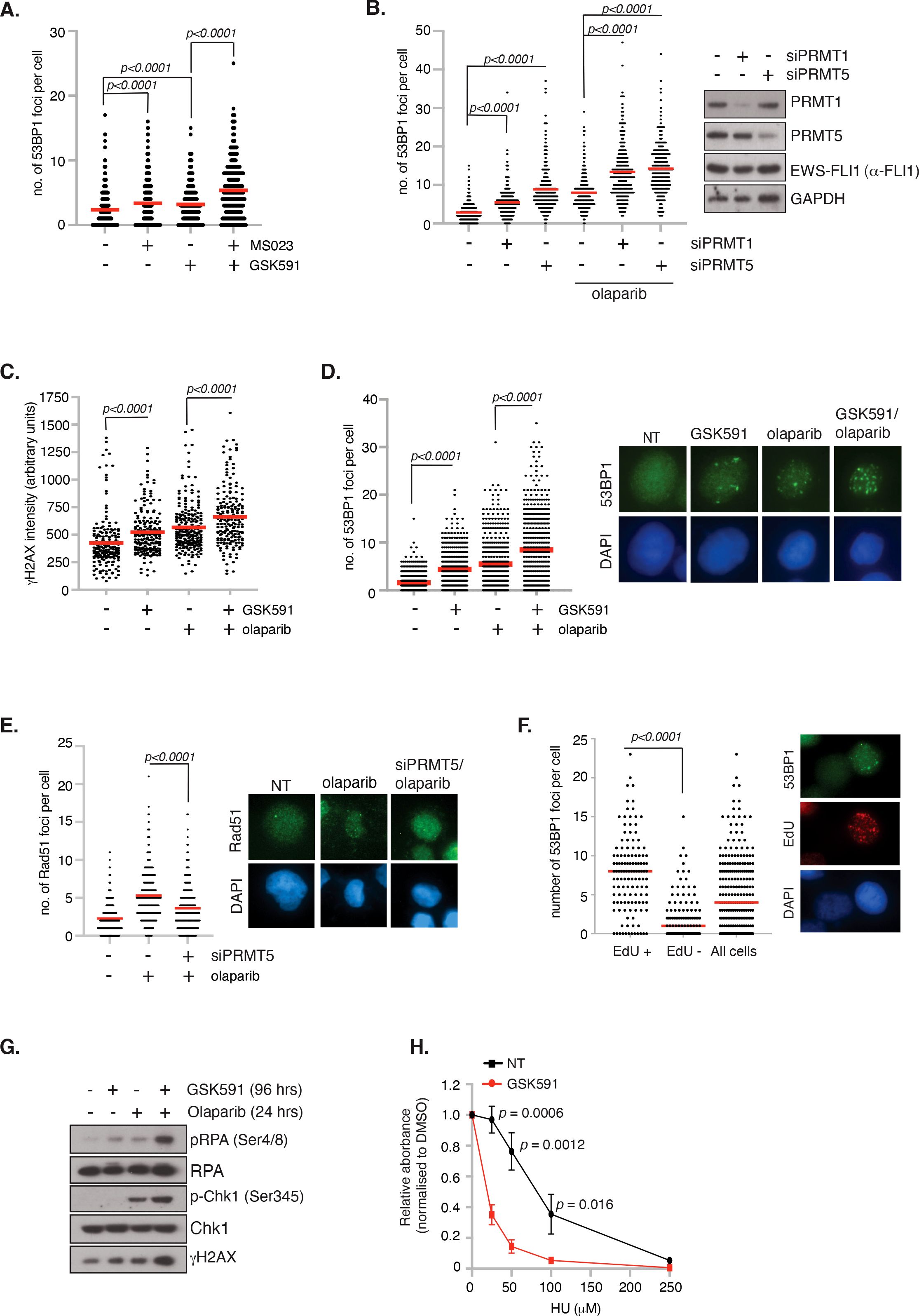 Scientific data visualization depicting multiple graphs and images organized into panels labeled A through H. Panels A, B, C, D, and E show scatter plots measuring the number of 53BP1 or γH2AX foci per cell under different treatment conditions, with significant p-values marked. Panels D and E include fluorescence microscopy images showing cellular markers. Panel F features a similar plot and microscopy images demonstrating 53BP1, EdU, and DAPI staining. Panel G contains western blot results displaying protein expression levels under various treatments. Panel H shows a line graph comparing cell viability with different doses of hydroxyurea (HU), indicating significant differences between treatments.