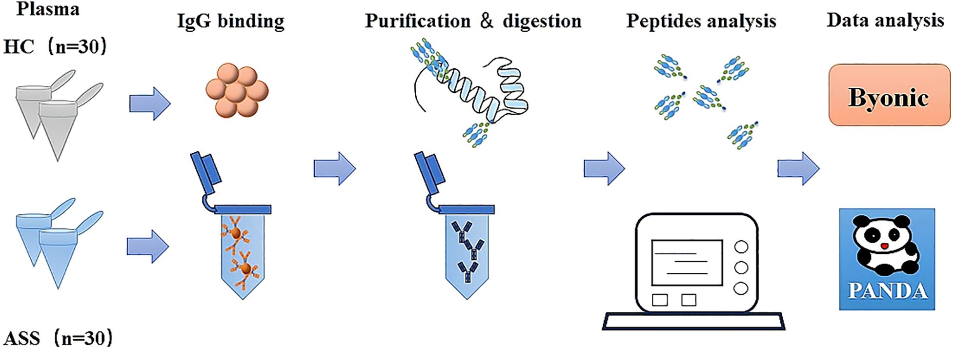 Flowchart illustrating the process of data analysis from plasma samples. Starting with plasma from healthy controls (HC) and anti-synthetase syndrome (ASS), IgG binding occurs, followed by purification and digestion. Peptides are analyzed, leading to data analysis using Byonic and PANDA software. Arrows indicate progression through the stages.