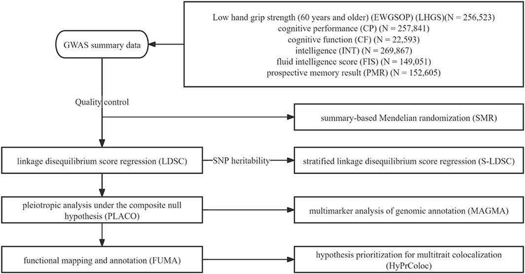 This research investigates shared genetic architecture between low hand grip strength (LHGS) and cognitive traits (cognitive performance, intelligence, fluid intelligence) using European GWAS data. Analytical methods include: LDSC for genetic correlation; S-LDSC for tissue enrichment; PLACO for pleiotropic SNPs; FUMA/MAGMA for gene-tissue mapping; SMR for drug target identification; HyPrColoc for immune mechanisms. The workflow identifies shared genetic loci, genes, and therapeutic targets between LHGS and cognitive decline.