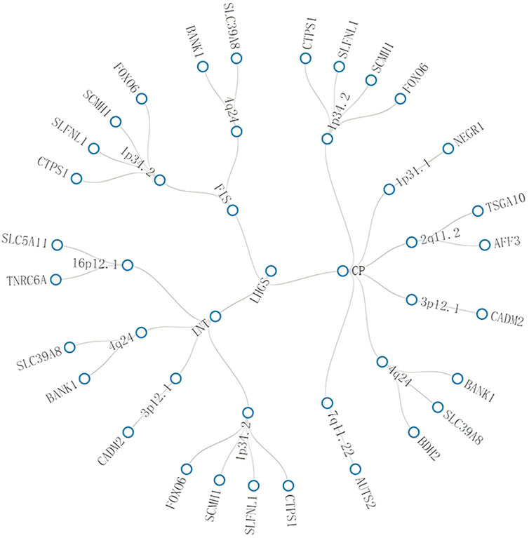 A circular tree diagram shows connections among various genetic elements linked to a central node labeled CP. Each branch displays gene names or identifiers such as BANK1, SLC39A8, and CTPS1. The diagram illustrates complex relationships between these genetic components, suggesting a network of interactions.