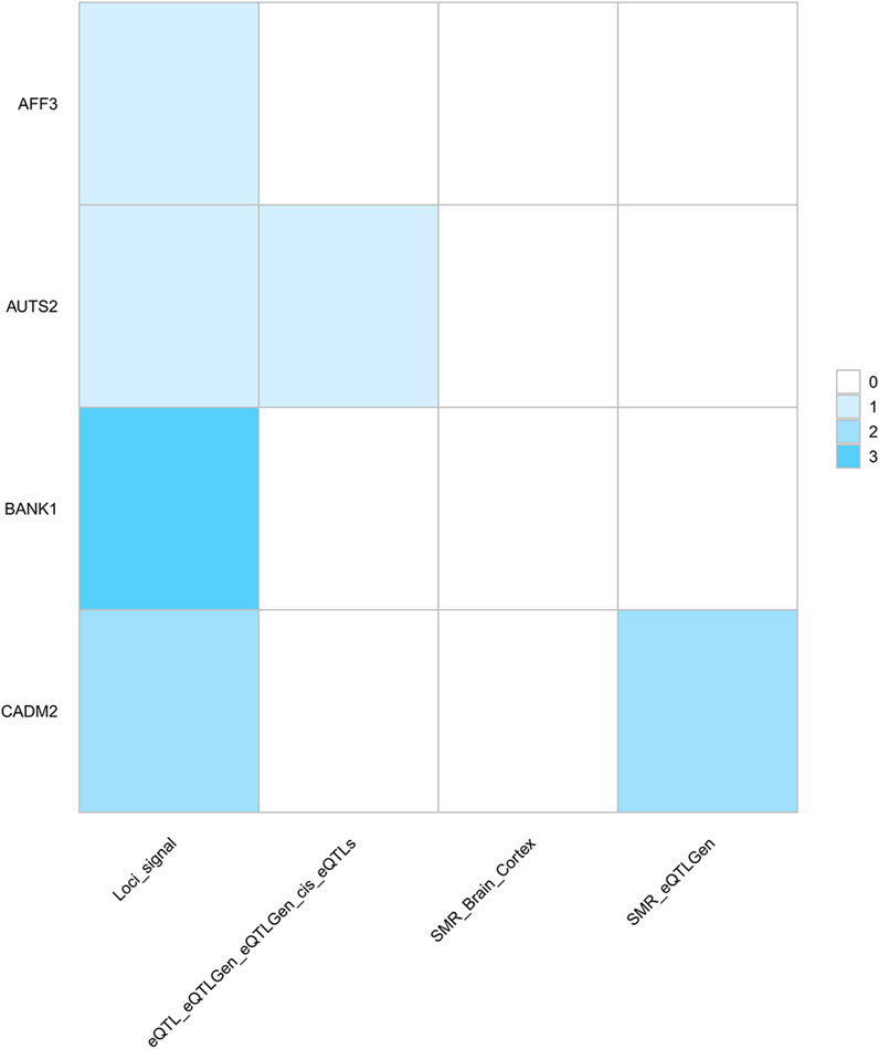 The grid heat map presents two-dimensional data visualization. Rows represent methods (Loci_signal, eQTL_eQTLGen_eQTLGen_cis_eQTLs, SMR_Brain_Cortex, SMR_eQTLGen), while columns denote genes (AFF3, AUTS2, BANK1, CADM2). The color gradient from light blue to dark blue indicates numerical progression, with a scale ranging from 0 to 3. BANK1 exhibits high brightness in the Loci_signal, whereas CADM2 displays distinct characteristics in the Loci_signal and SMR_eQTLGen.