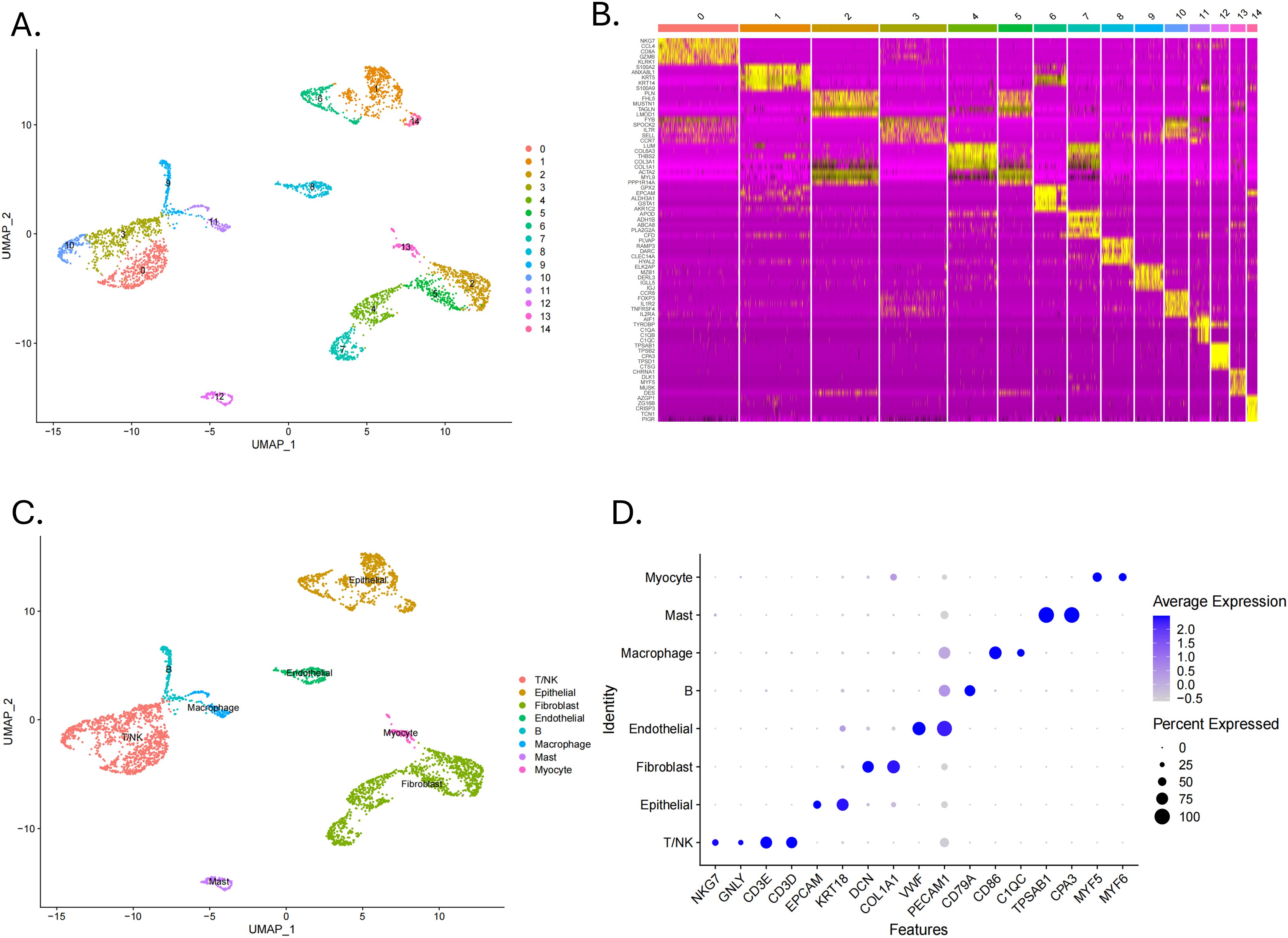 Four-panel illustration with the following details: A) A UMAP plot showing 15 clusters of data points in different colors, each representing a cluster from 0 to 14. B) A heatmap displaying gene expression levels across clusters with a color scale. C) A UMAP plot labeling clusters with cell identities such as TNK, epithelial, and macrophage. D) A dot plot showing average expression of various features across cell types, with dot size indicating percent expressed and color intensity indicating expression level.