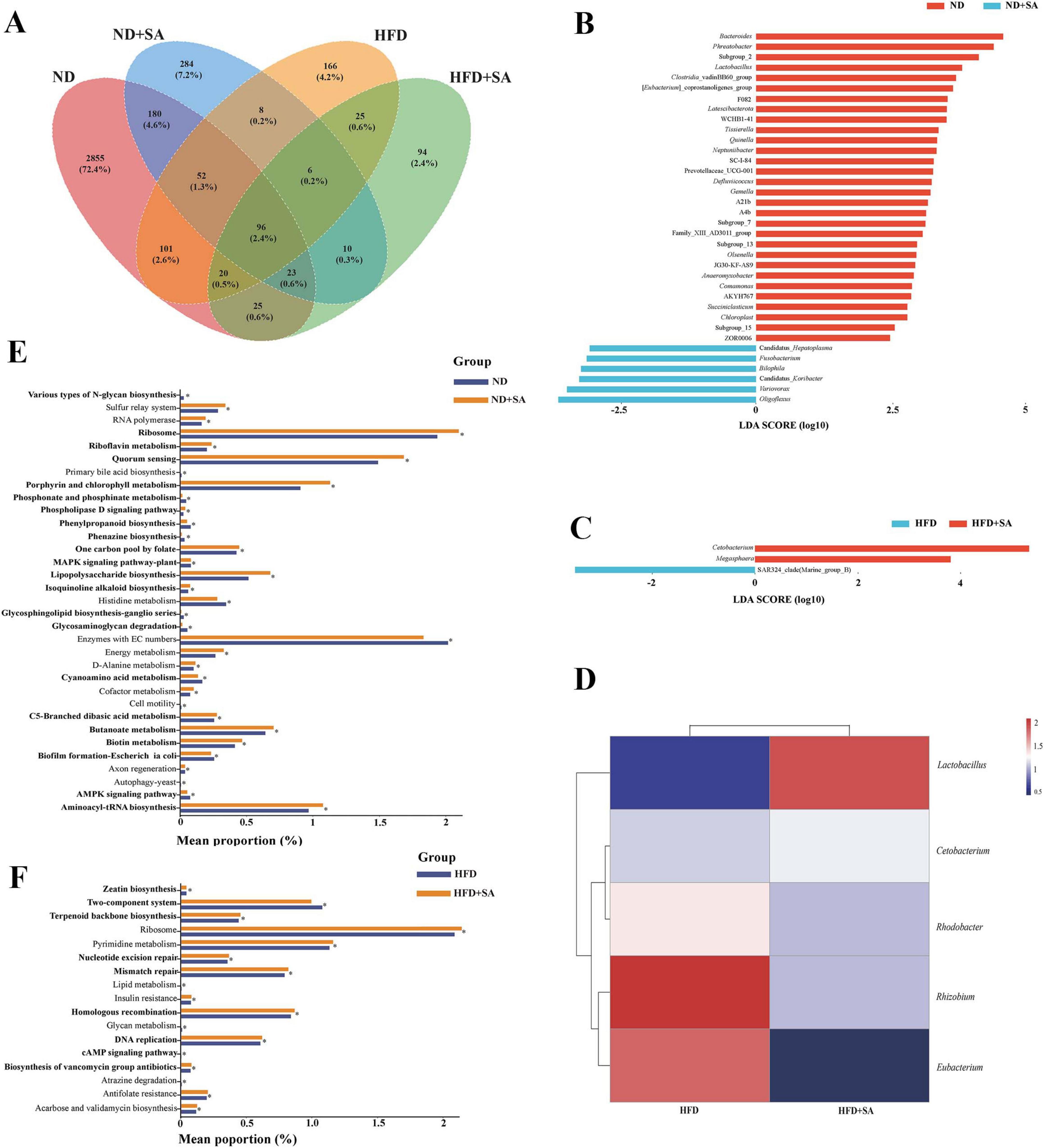 The figure contains multiple panels displaying data comparisons between different groups. Panel A shows a Venn diagram with overlapping circles for ND, ND+SA, HFD, and HFD+SA groups, illustrating shared and unique elements. Panel B presents a bar chart comparing LDA scores for ND and ND+SA groups, indicating various microbial communities. Panel C features a bar chart comparing LDA scores between HFD and HFD+SA groups. Panel D is a heatmap displaying microbial abundance across HFD and HFD+SA groups, with color gradients from blue to red. Panels E and F show bar charts detailing mean proportions of metabolic pathways for different groups.