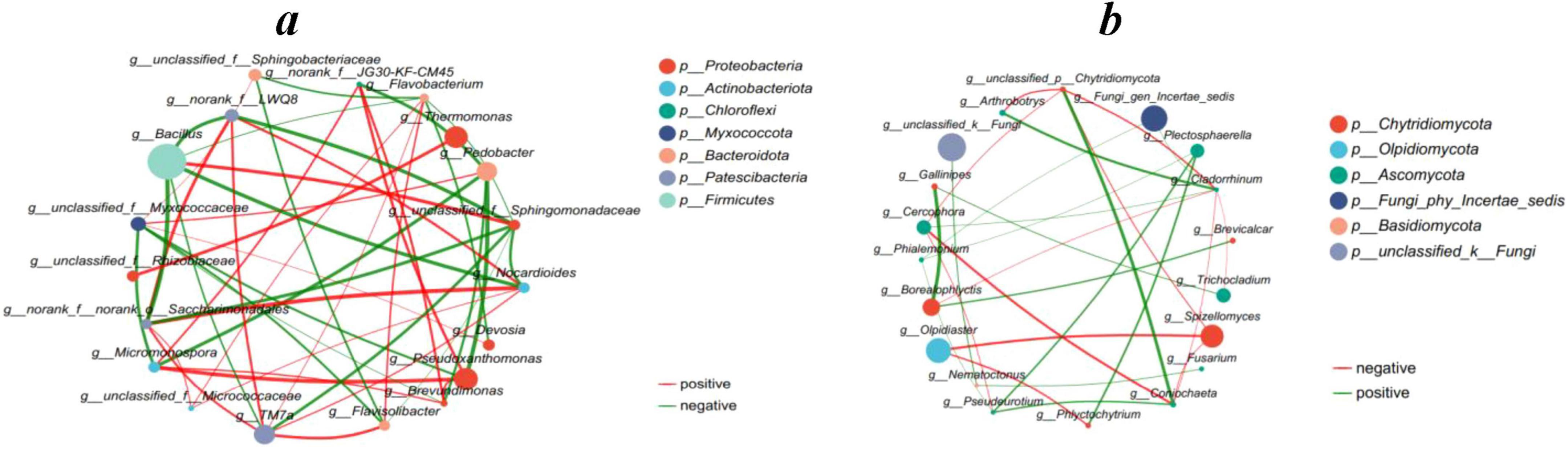 Two network diagrams labeled ‘a’ and ‘b’ show interactions among microbial taxa. Diagram ‘a’ displays bacterial interactions with colored nodes representing different bacterial phyla. Diagram ‘b’ depicts fungal interactions with nodes indicating different fungal phyla. Red lines indicate negative interactions, while green lines signify positive interactions. Legends identify the phyla colors for both diagrams.