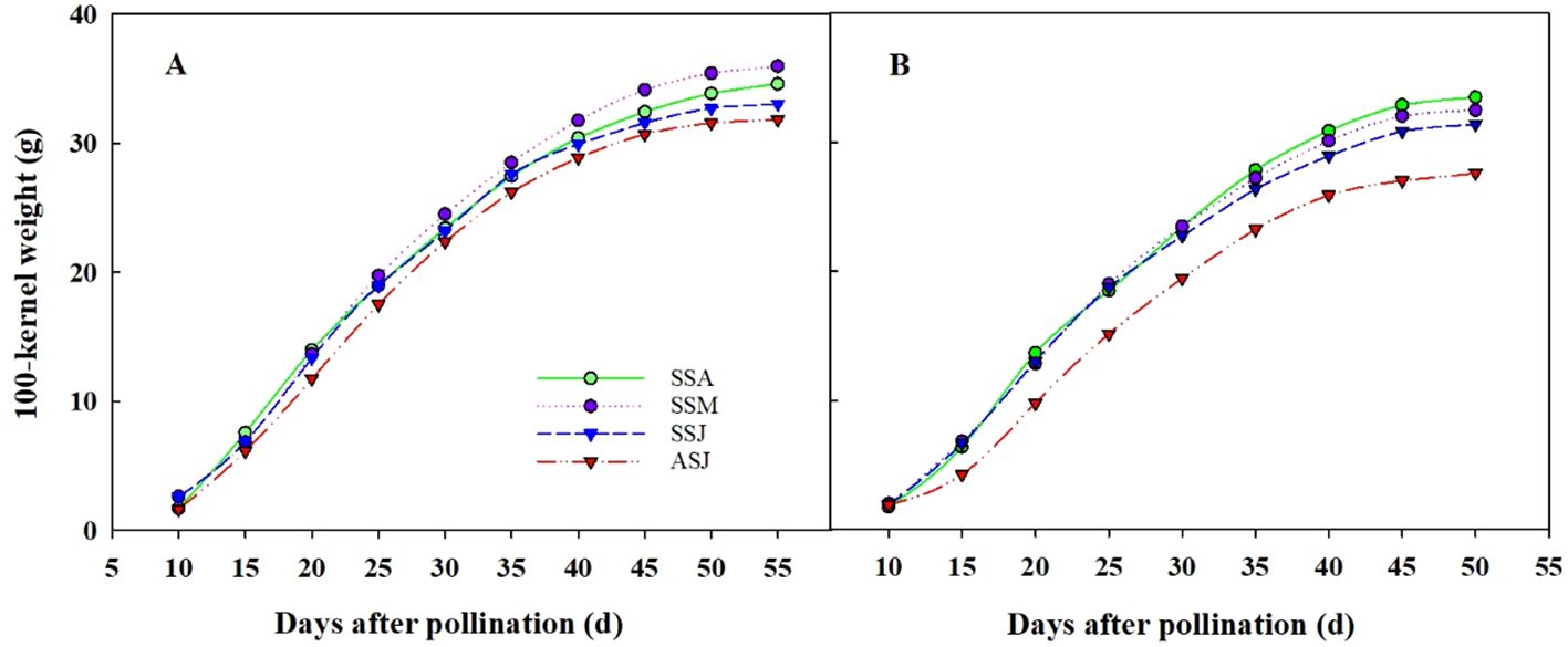 Line graphs A and B show the 100-kernel weight in grams over days after pollination. Graph A covers 5 to 55 days, while graph B covers 5 to 50 days. Both graphs compare four treatments: SSA (solid green line), SSM (dotted purple line), SSJ (dashed blue line), and ASJ (dash-dotted red line). The kernel weight increases steadily over time in all treatments, with some variation between them.