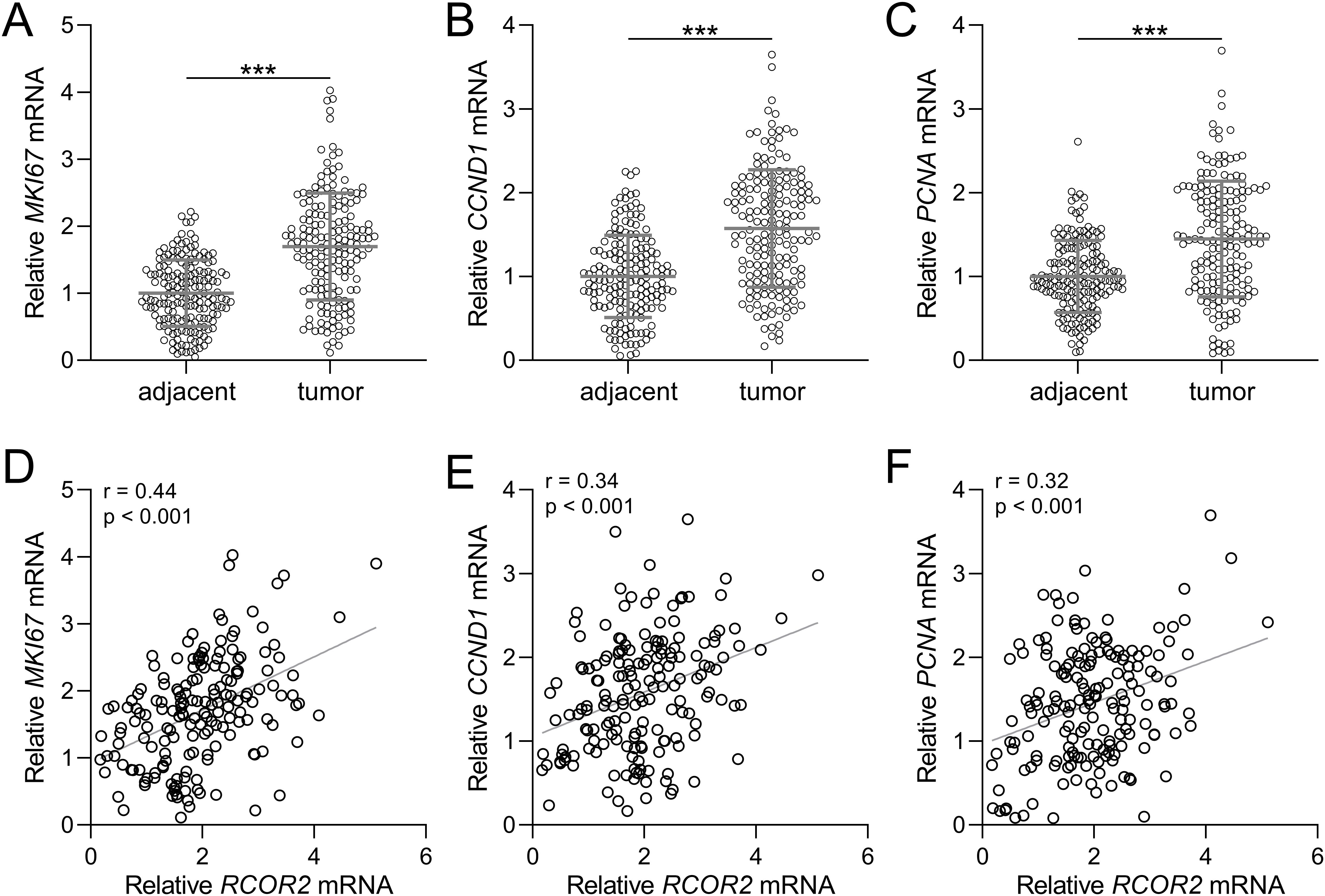 Six scatter plots and dot plots displaying mRNA levels. A-C: Dot plots compare MKI67, CCND1, and PCNA mRNA levels in adjacent versus tumor tissues, all showing significant increases in tumors (indicated by ***). D-F: Scatter plots show positive correlations between RCOR2 mRNA levels and MKI67 (r = 0.44), CCND1 (r = 0.34), and PCNA (r = 0.32) mRNA levels, with p-values less than 0.001.